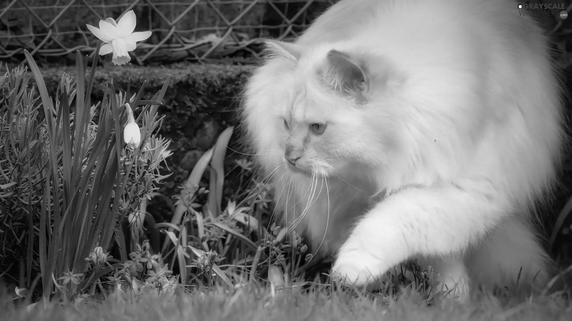 cat, Jonquil, squill, Flowers