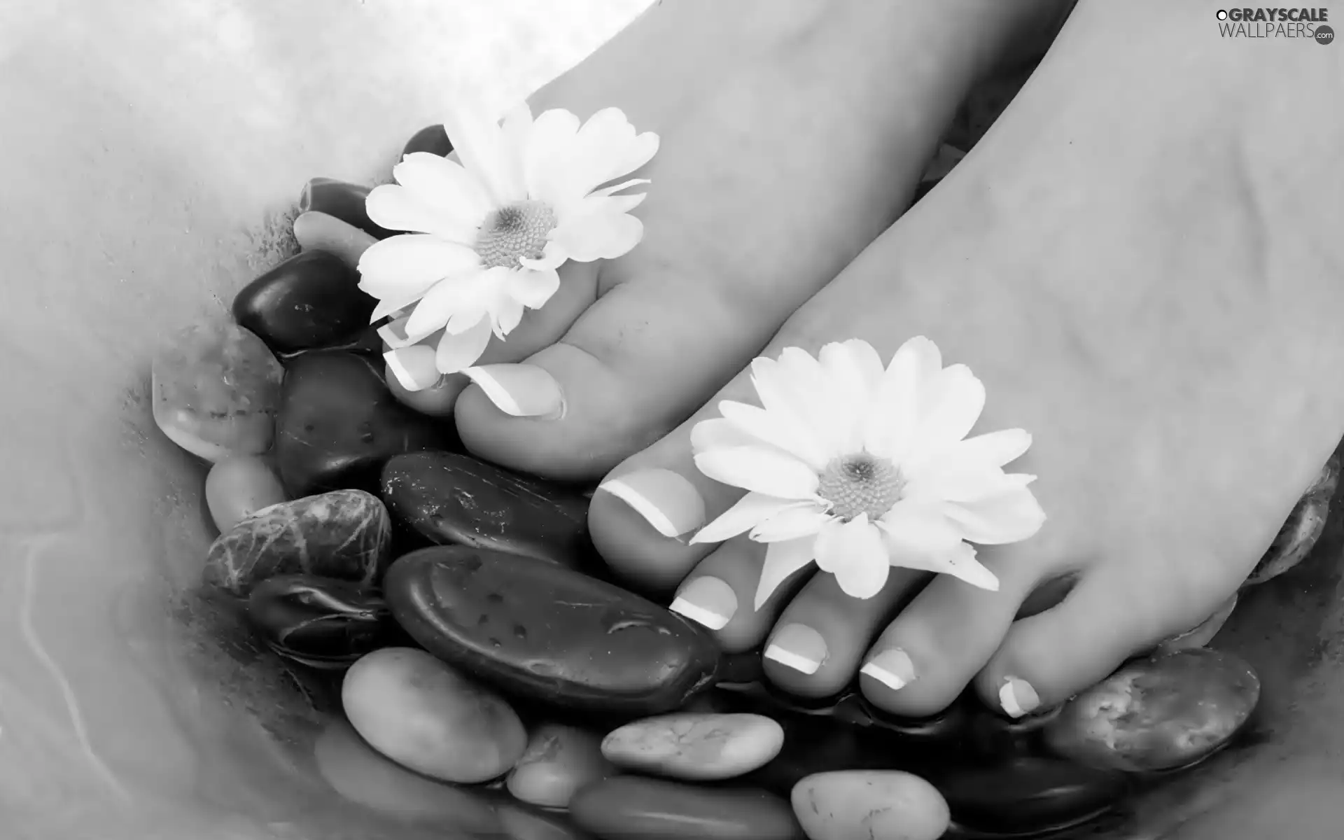 Foot, Spa, Flowers, daisy, White, Stones