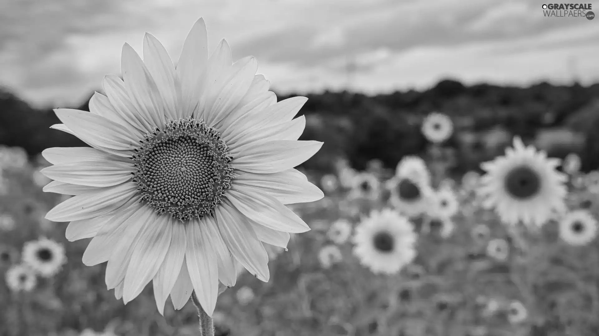 Colourfull Flowers, Field, blur, Sunflower