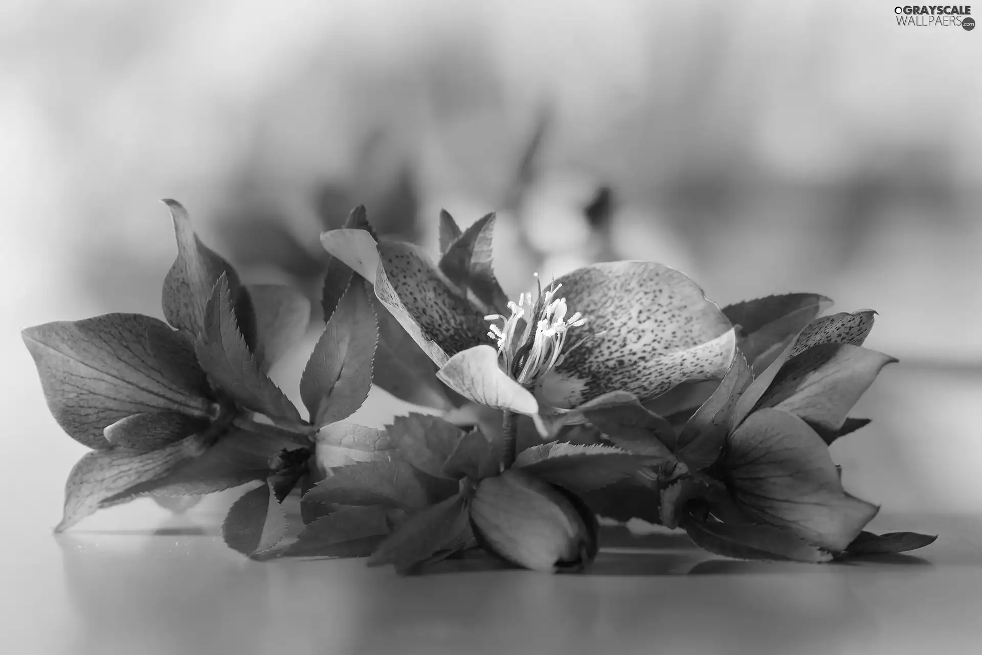 Flowers, Helleborus