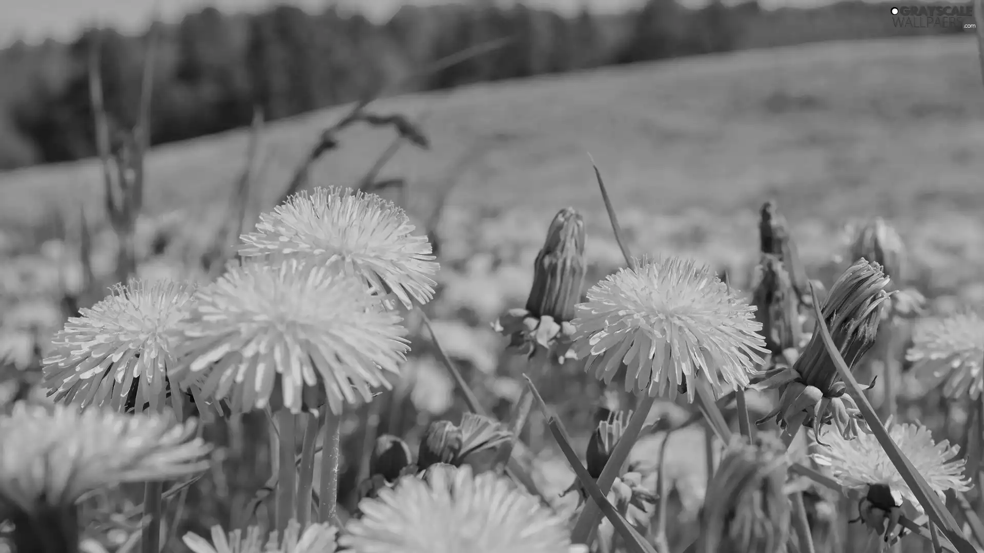 Meadow, Common Dandelion, Flowers