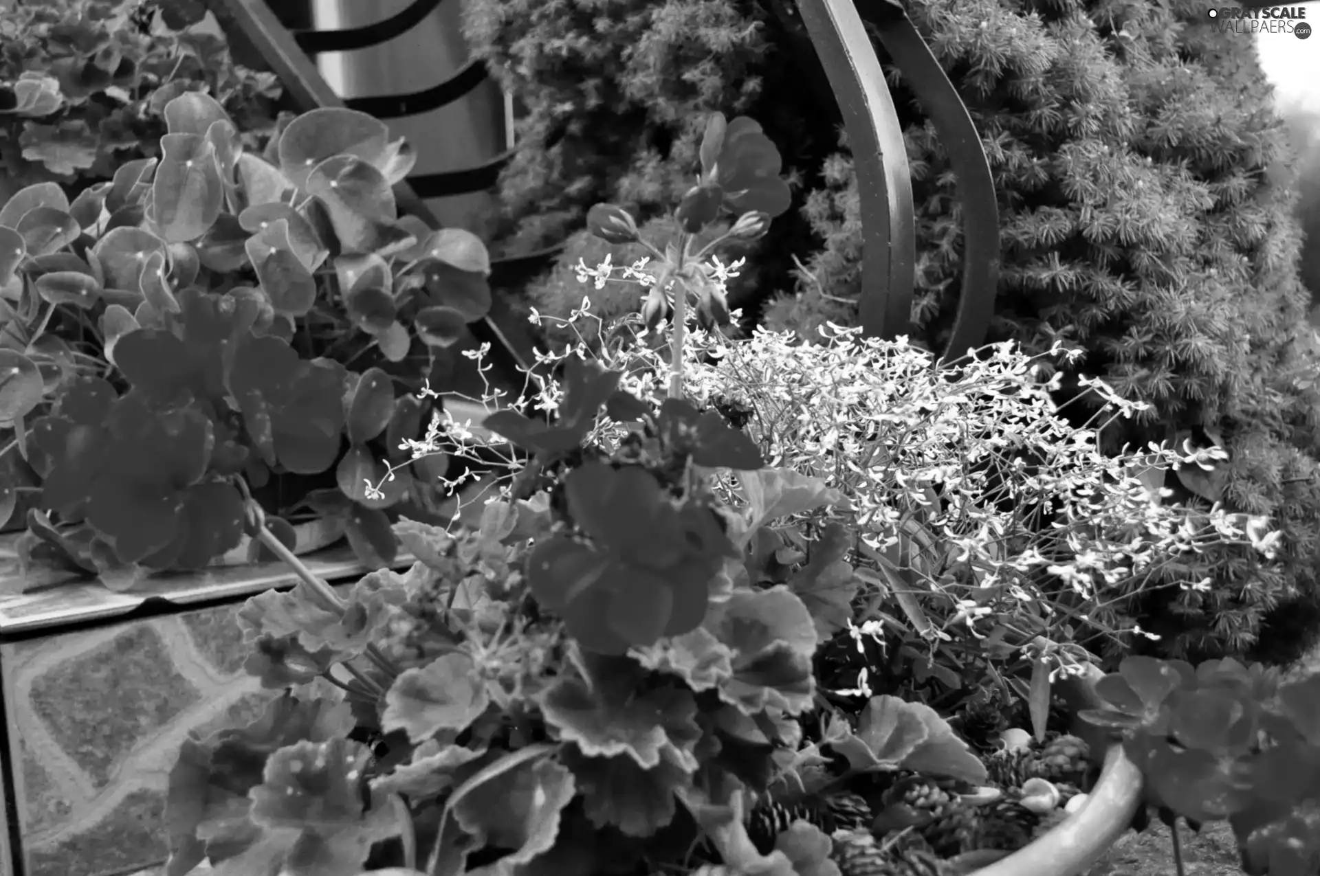 conifer, geraniums, Flowers, railing, White, Red