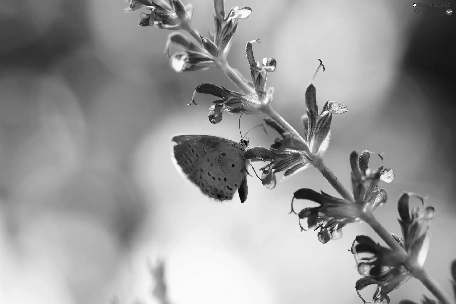 Flowers, butterfly, stalk