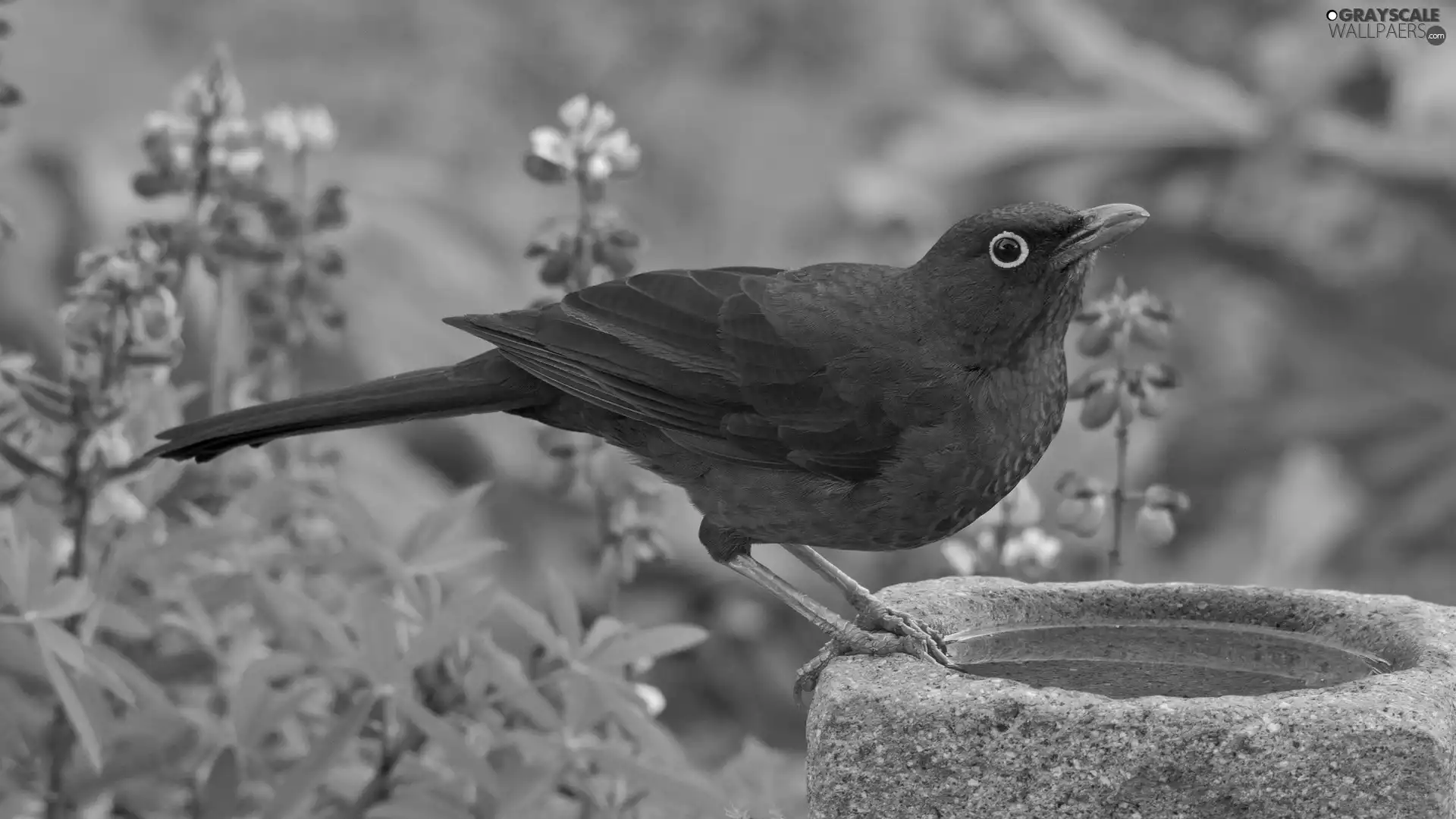 Blackbird, drinking fountain, Flowers, Stone