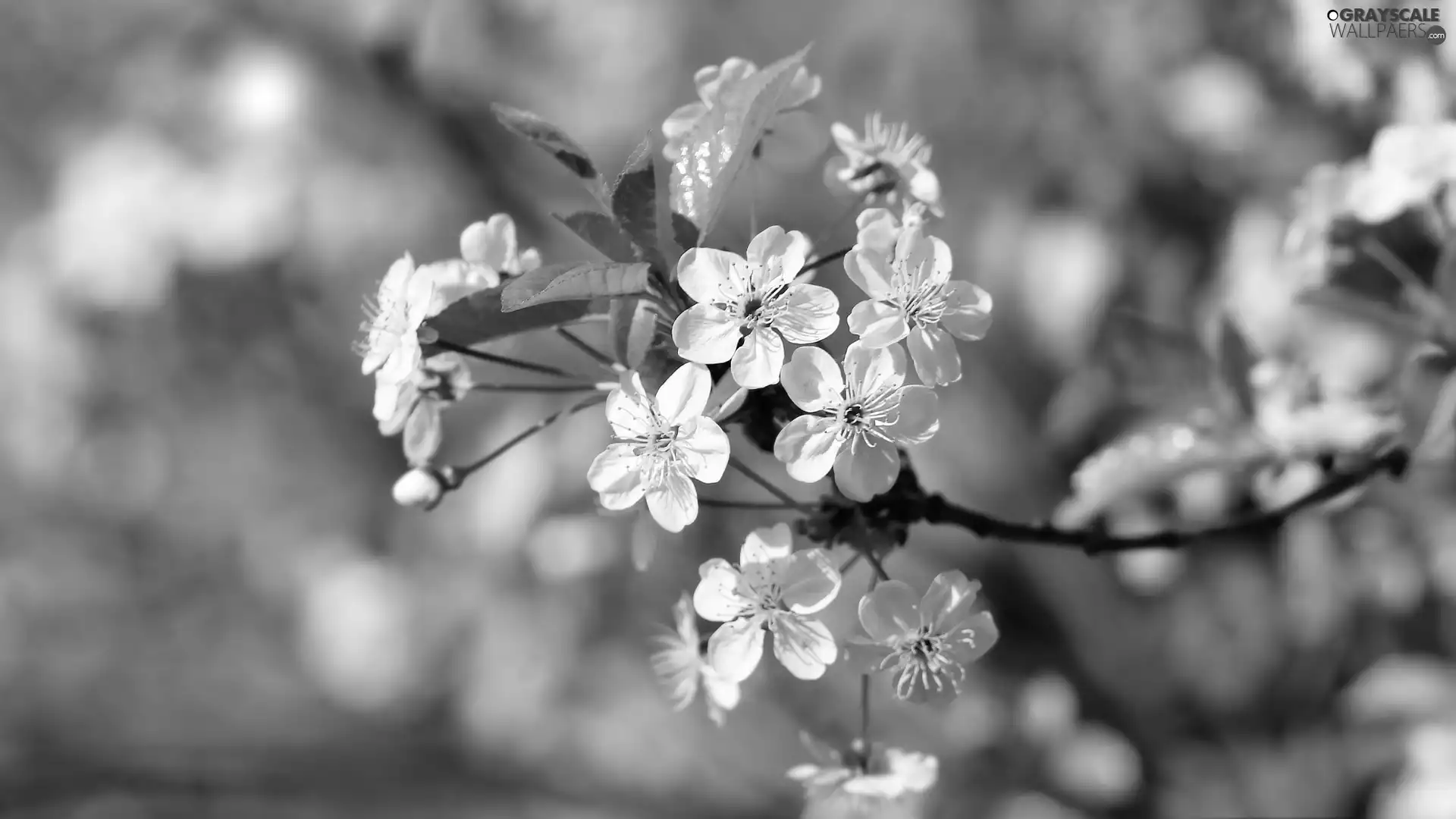 Florescence, Fruit Tree, Flowers, rapprochement, White, twig