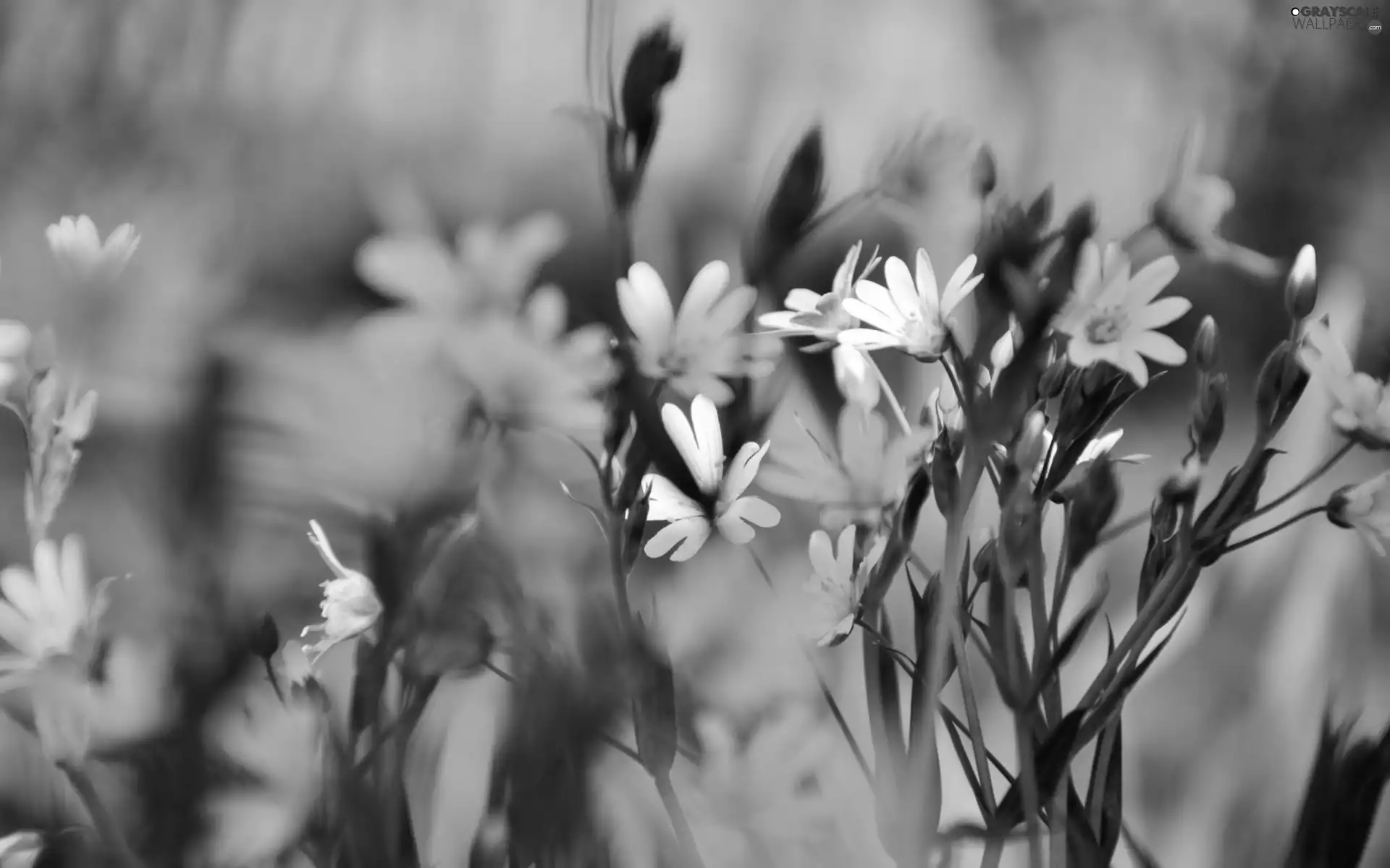 White, flowers