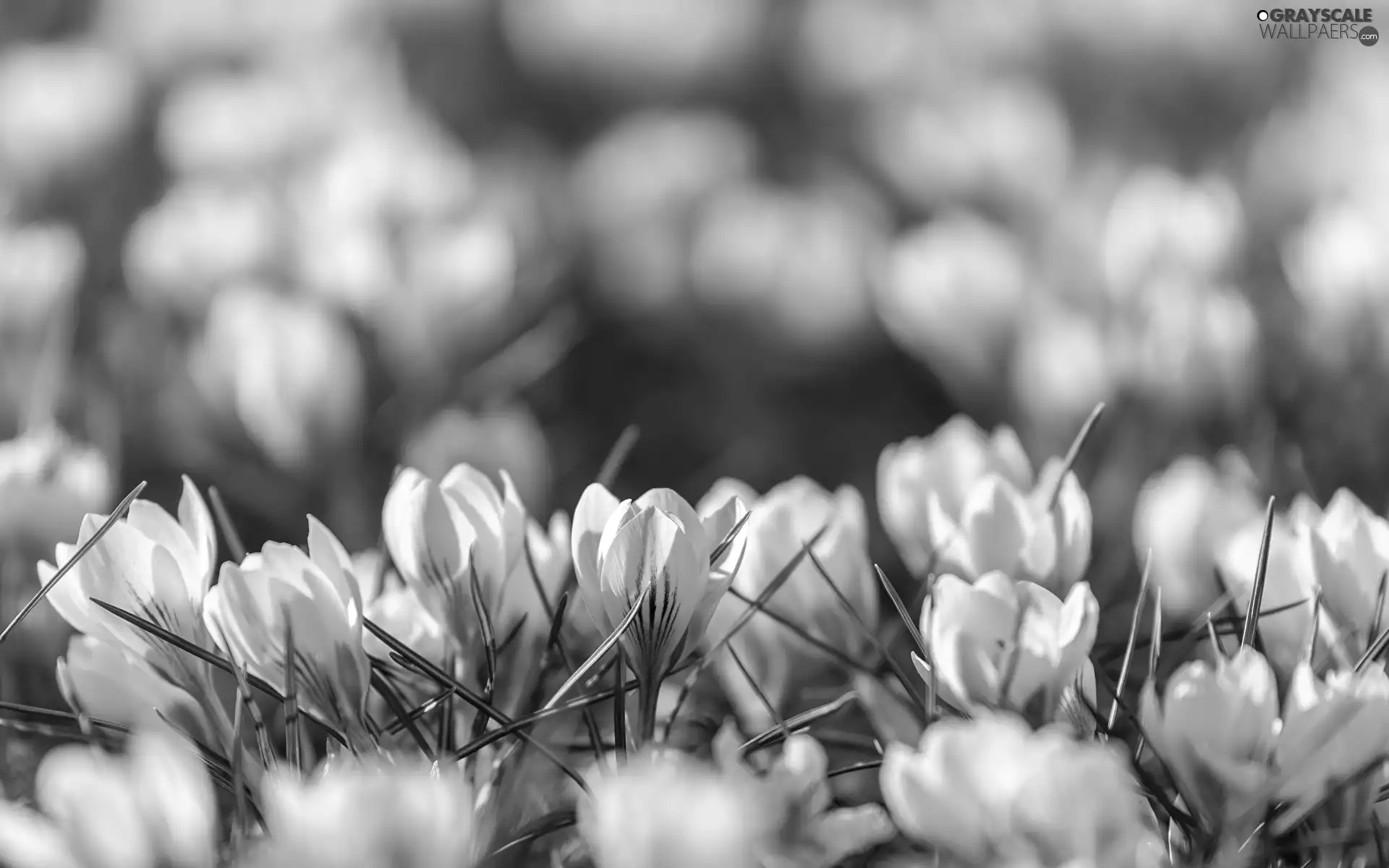 rapprochement, blurry background, Flowers, crocuses, White