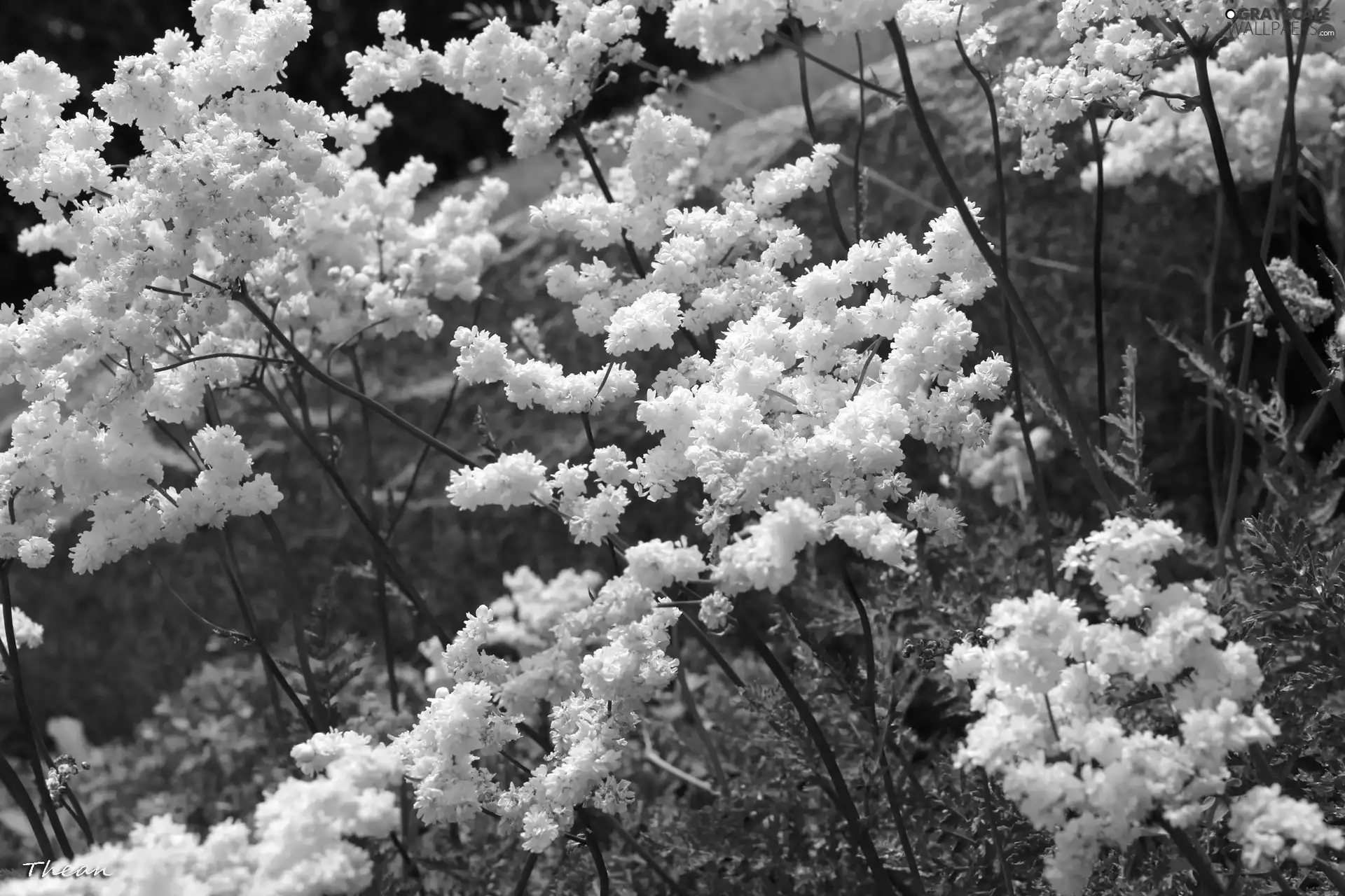 Flowers, Bush, White