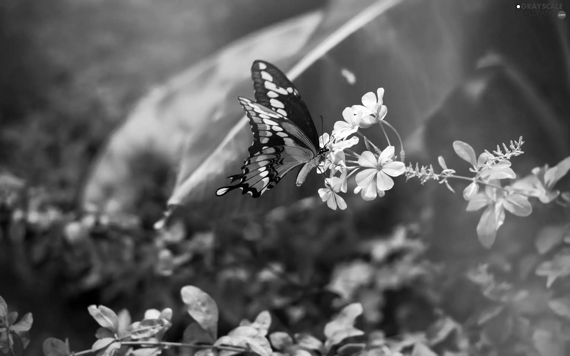 Flowers, butterfly, White