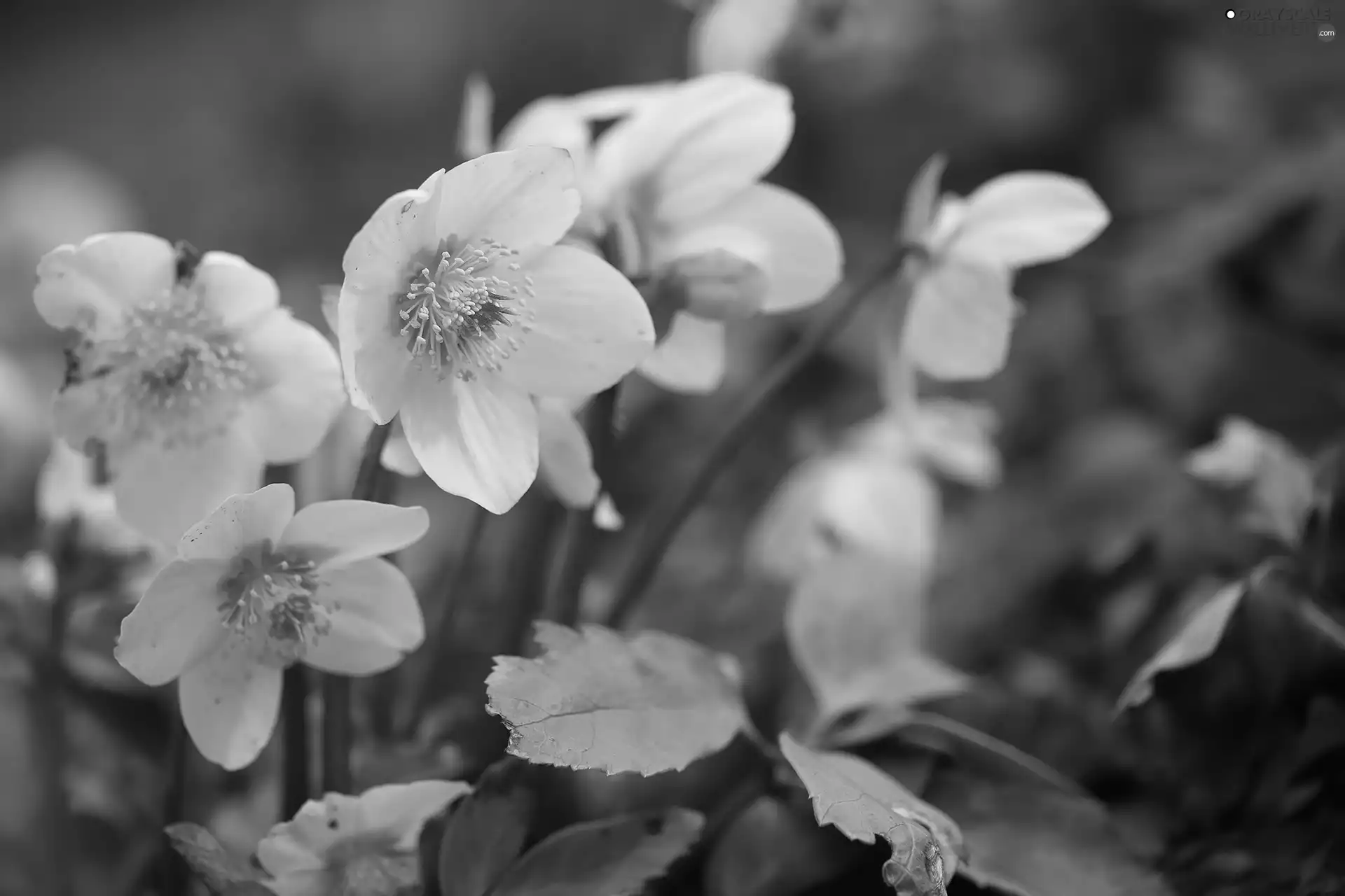 Flowers, Helleborus, White