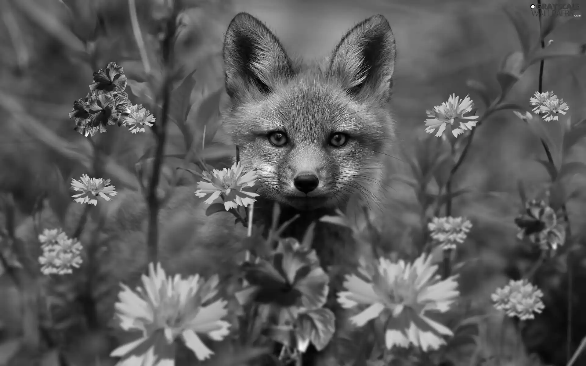 young, Meadow, Flowers, fox