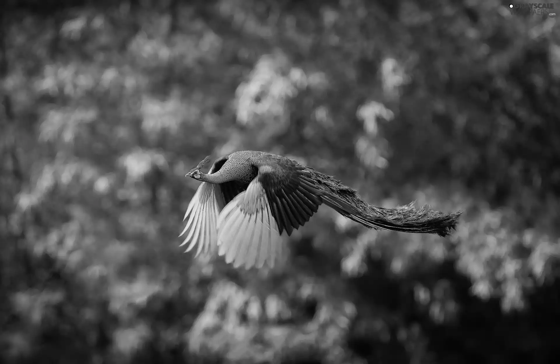 peacock, flying