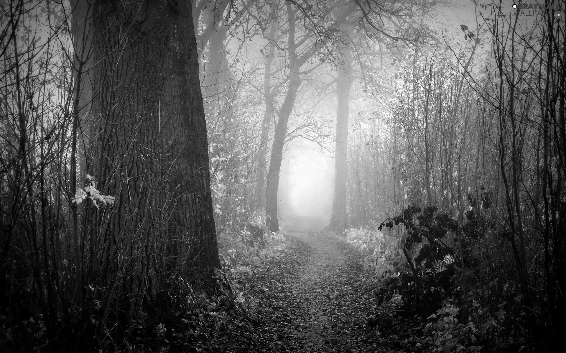 autumn, Path, Fog, forest