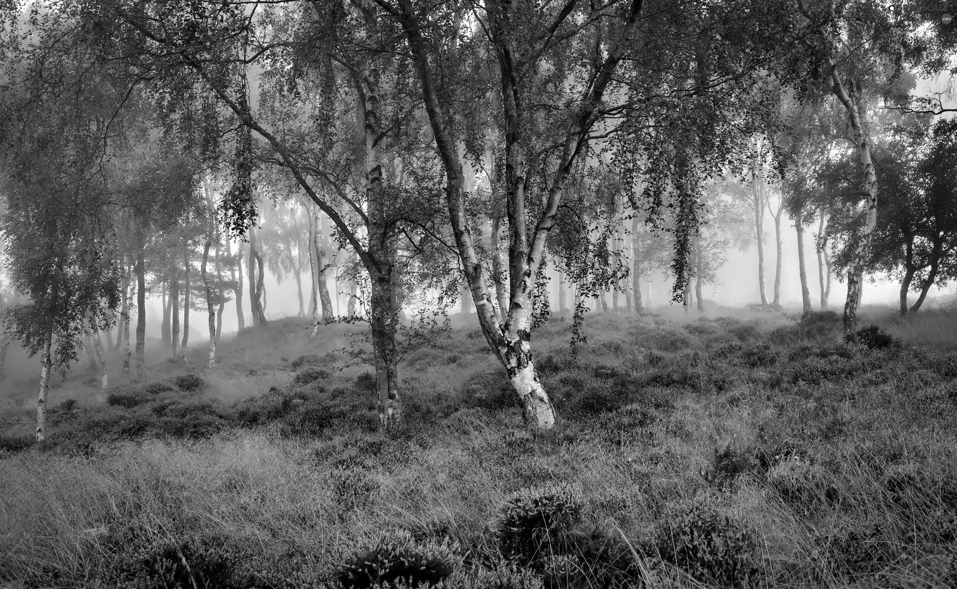Fog, dawn, forest, heathers, birch