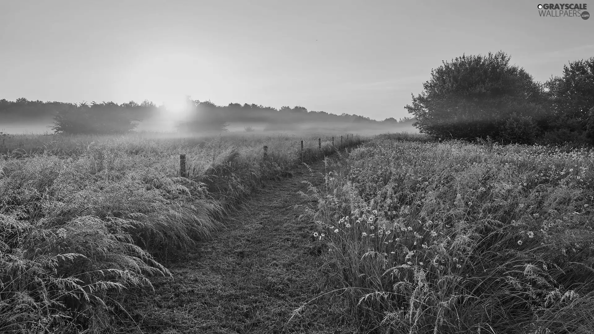 Fog, Sunrise, Meadow, grass, trees, viewes, Flowers, Way, White