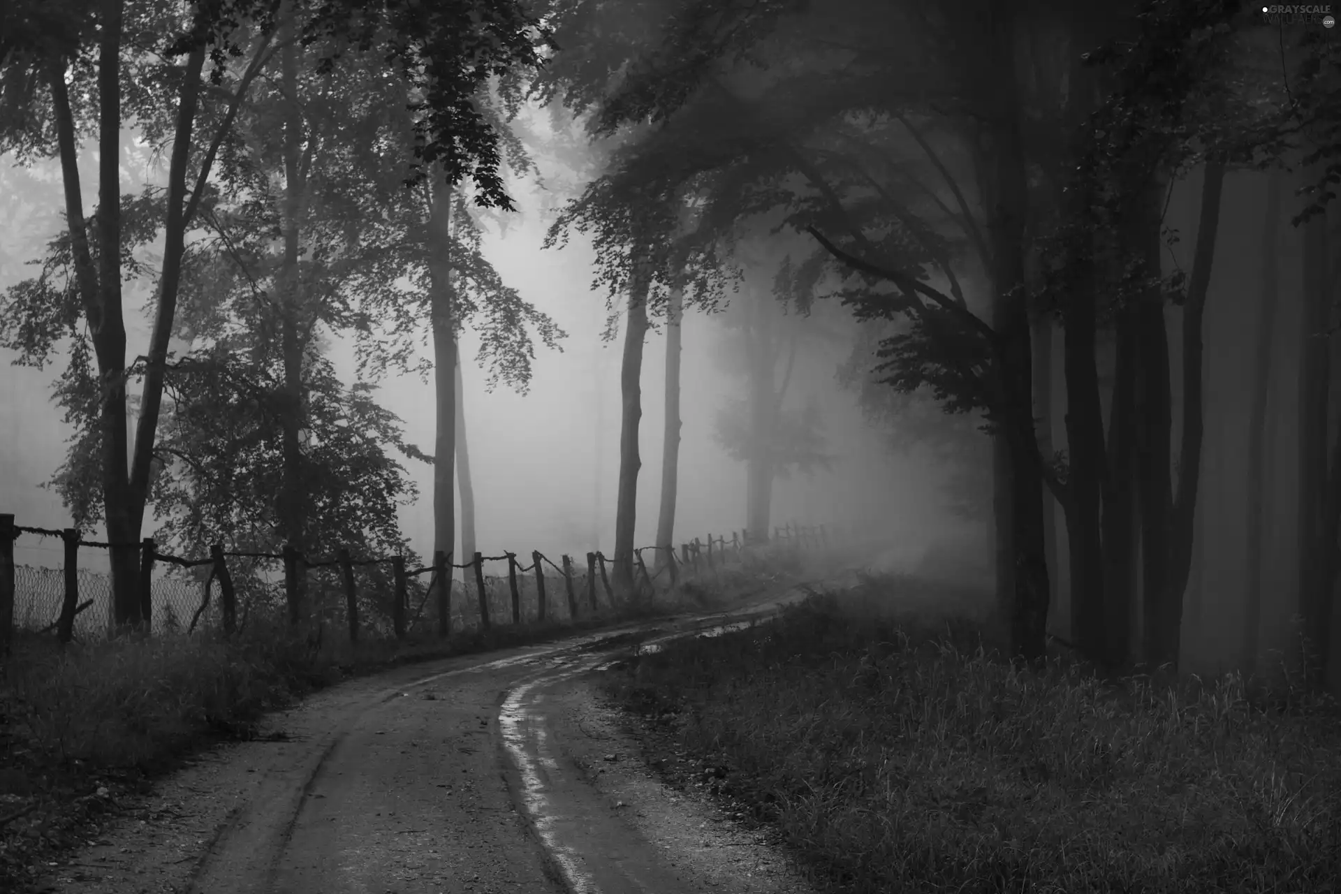 Fog, Way, forest