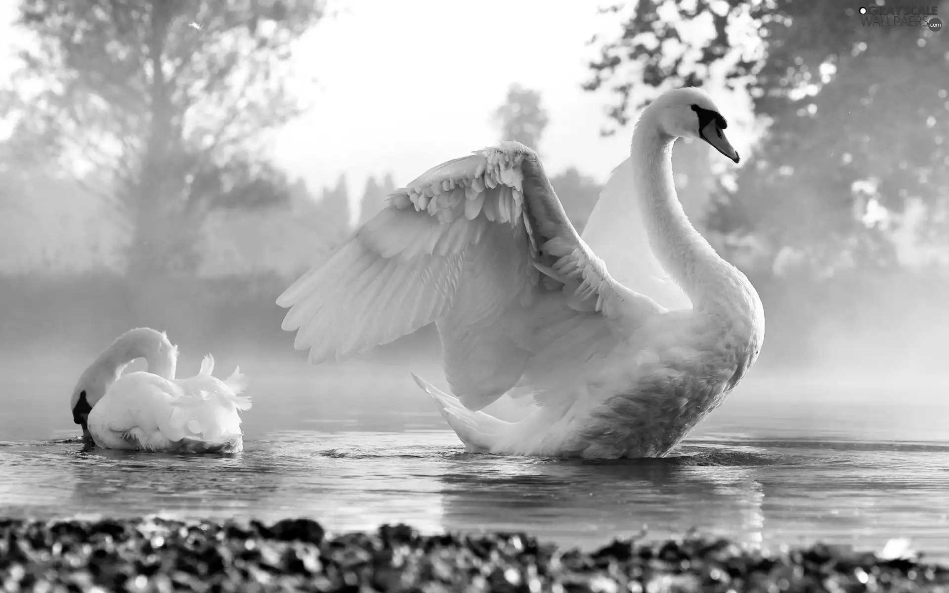 Swan, morning, Fog, water