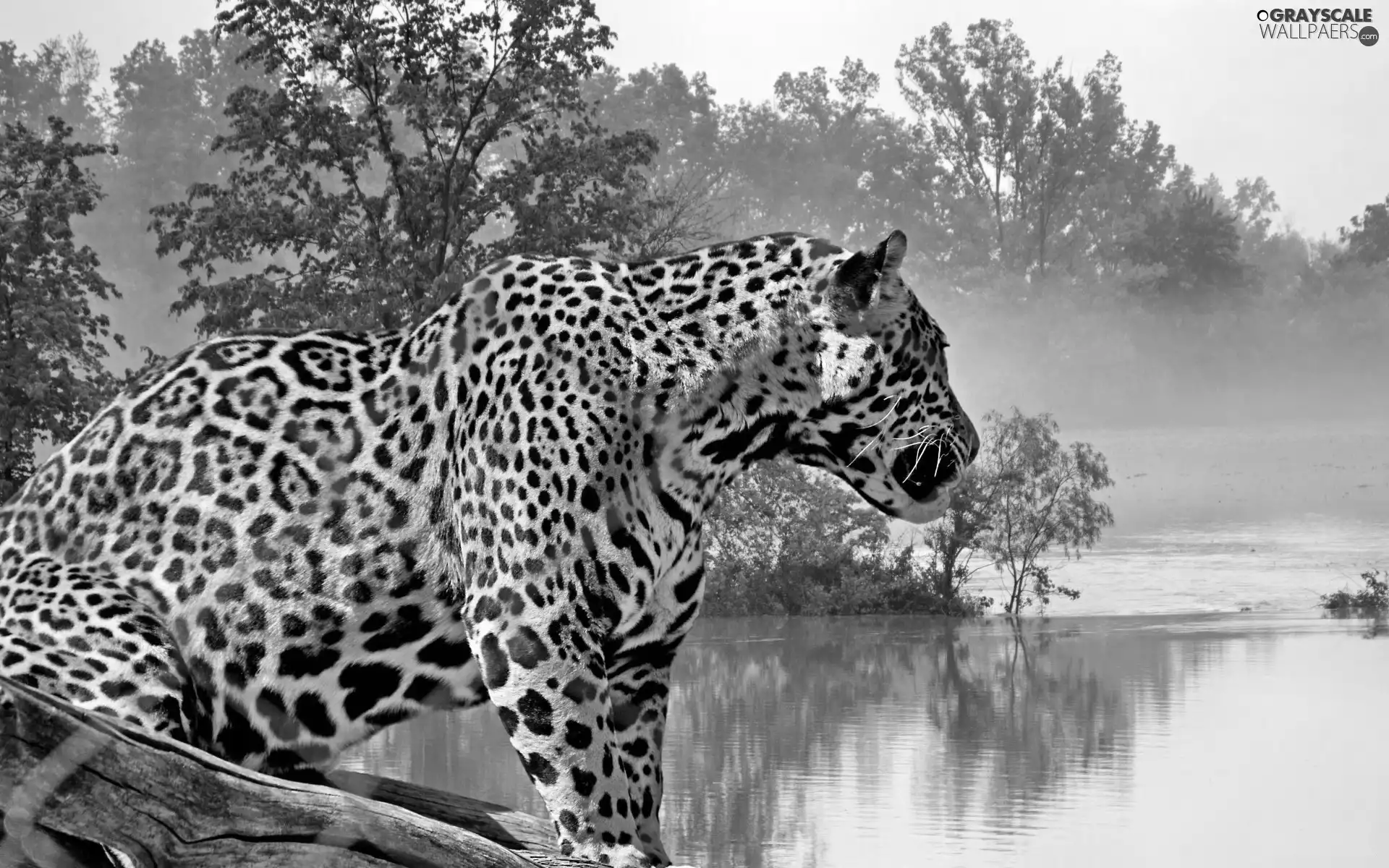 Fog, Jaguar, water