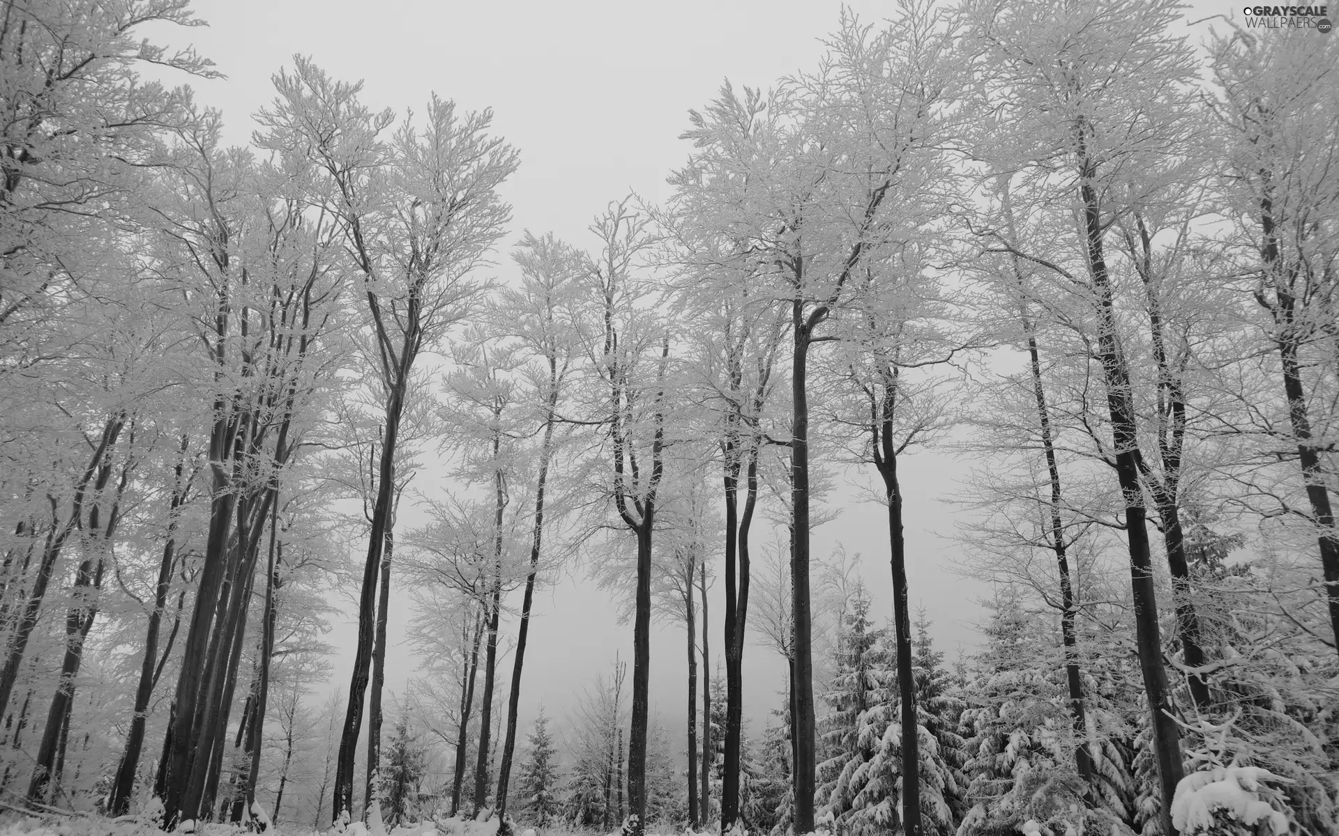 viewes, high, Fog, winter, forest, trees