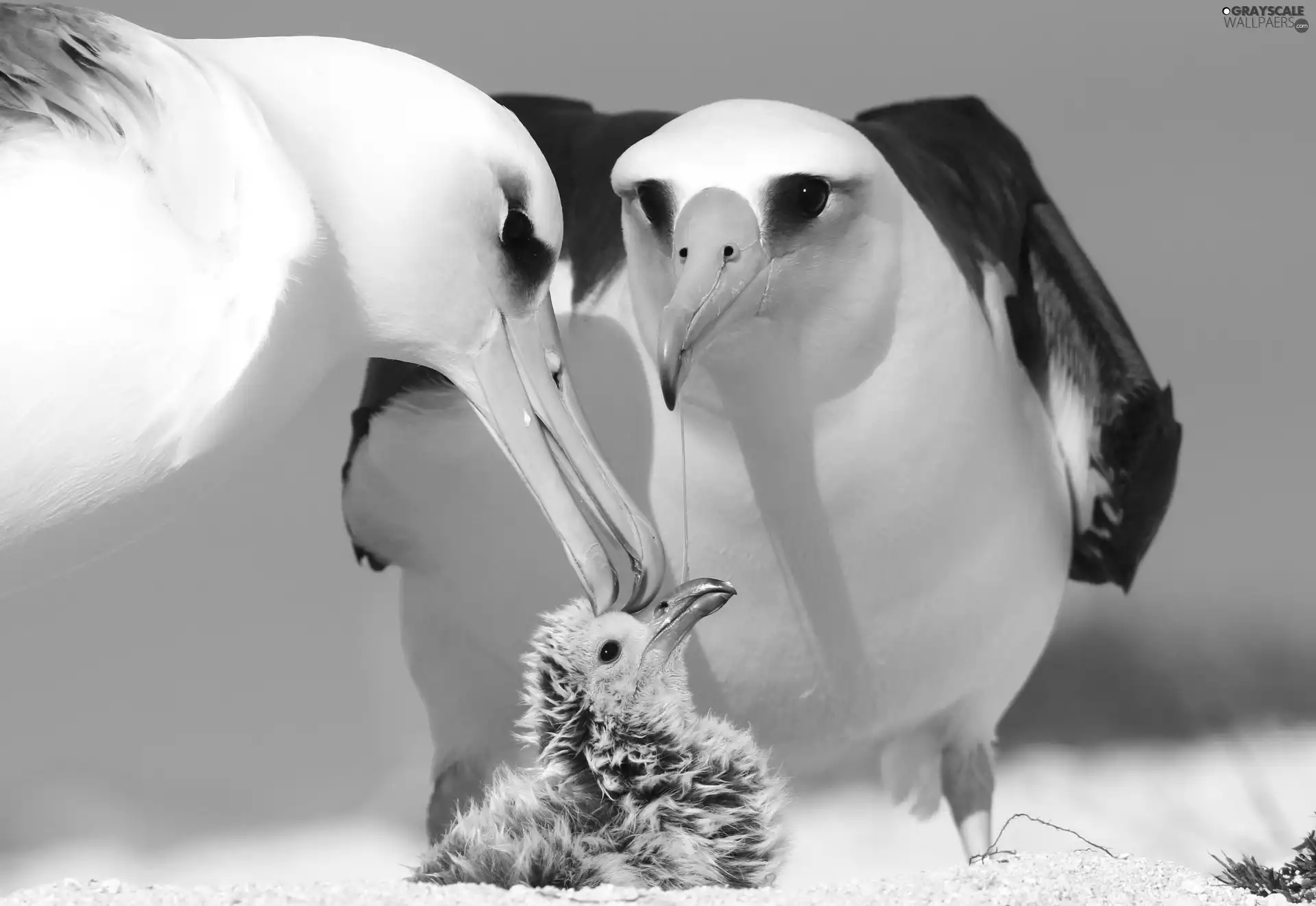 albatrosses, folks