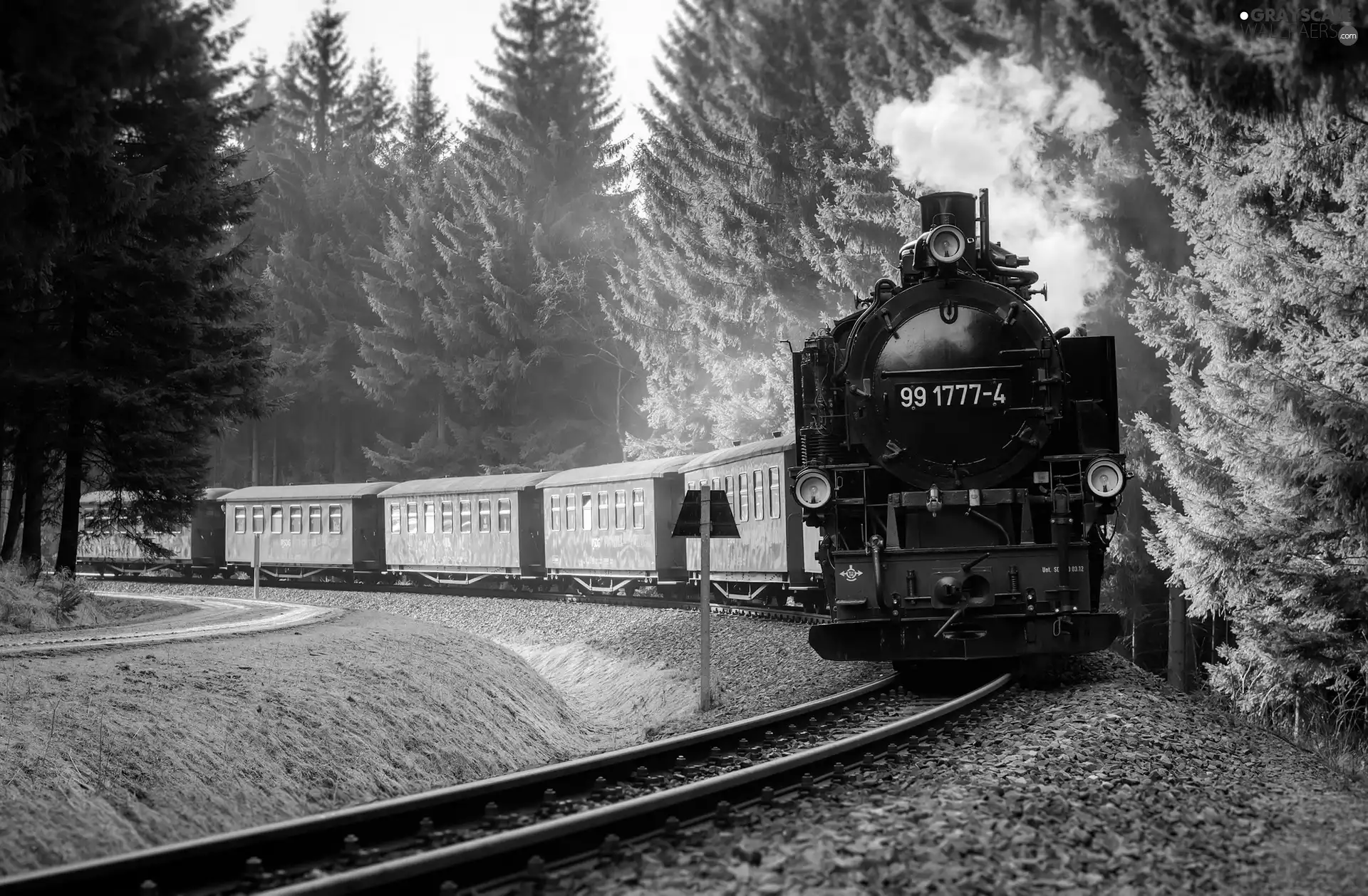 Wagons, forest, ##, locomotive, Train
