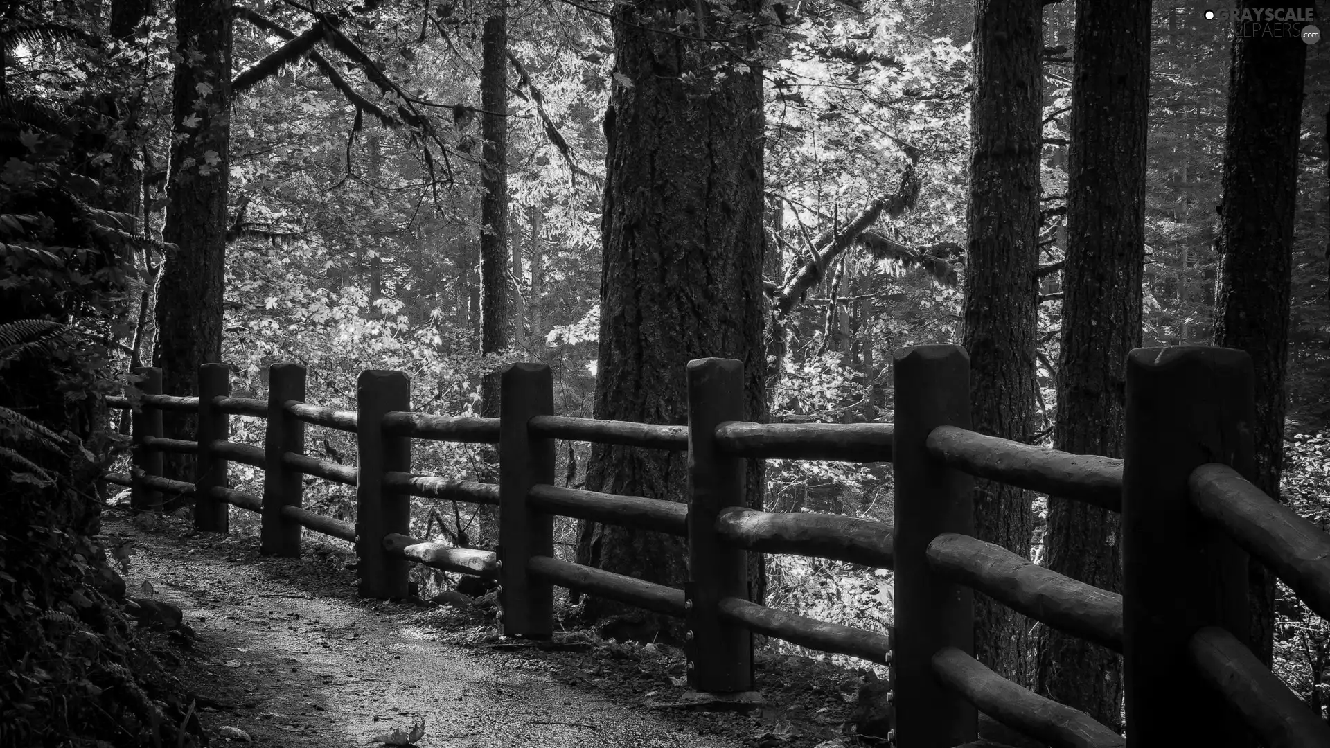 autumn, Path, fence, forest