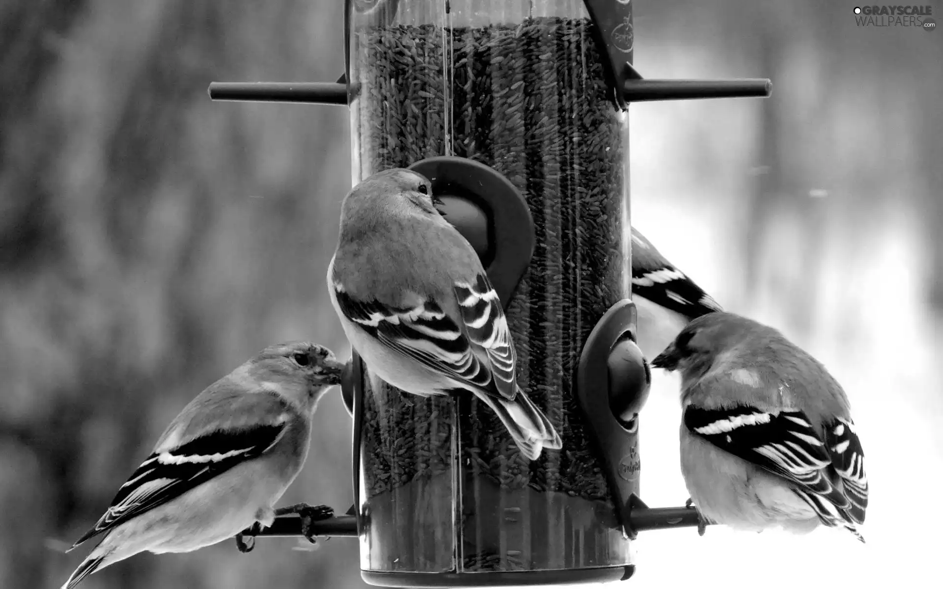forest, sparrows, Bird