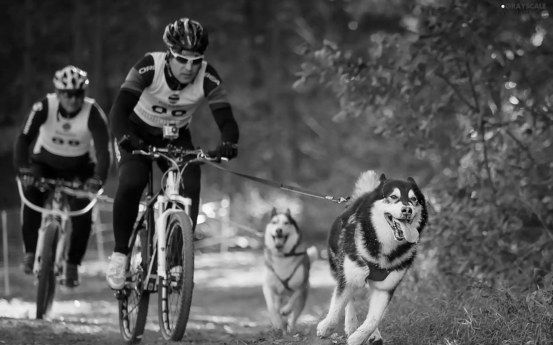 cyclists, Husky, forest, Dogs