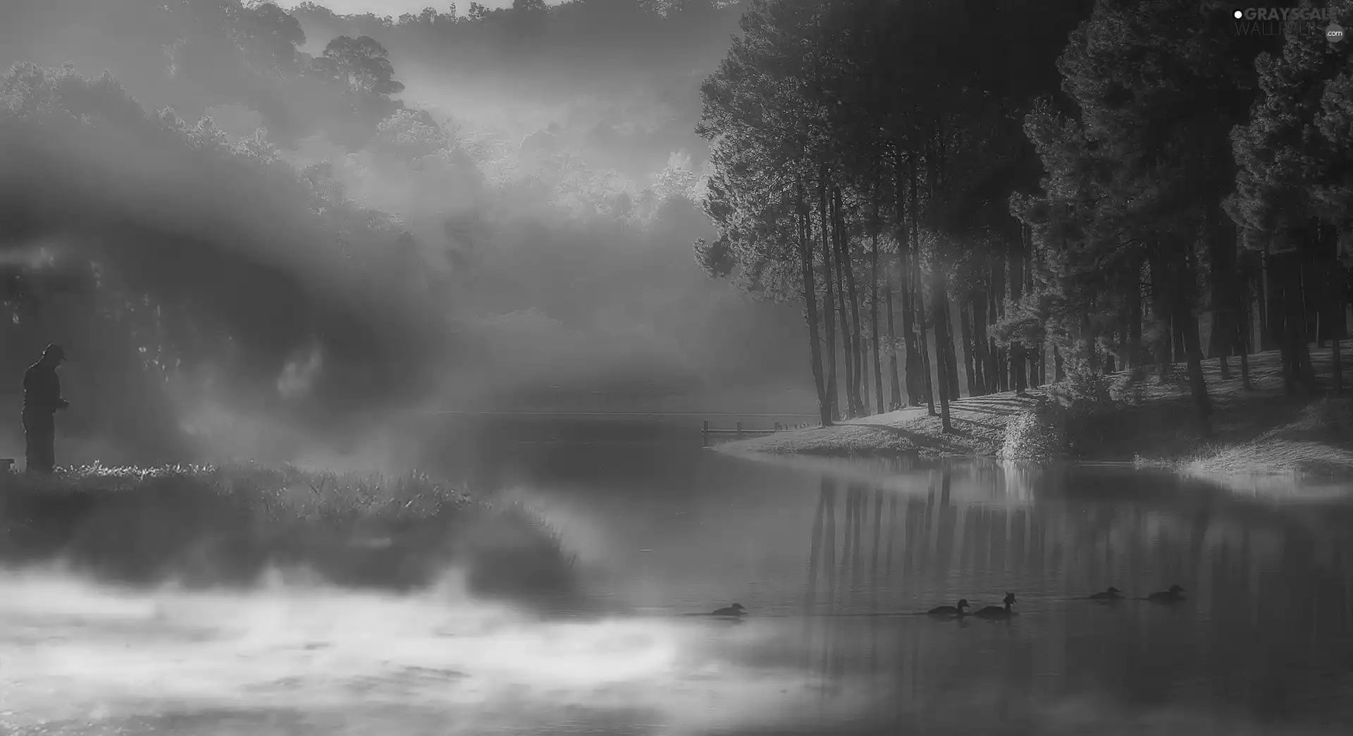 forest, ducks, Fog, morning, River