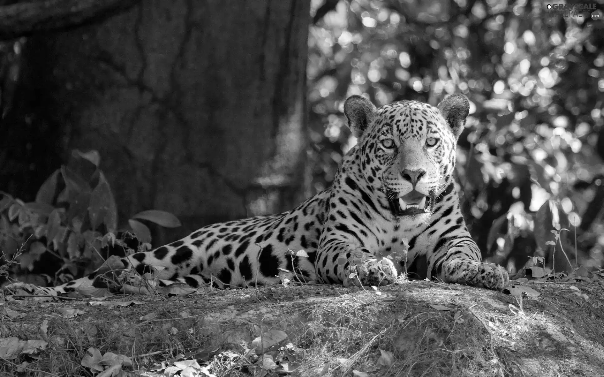 forest, lying, Jaguar