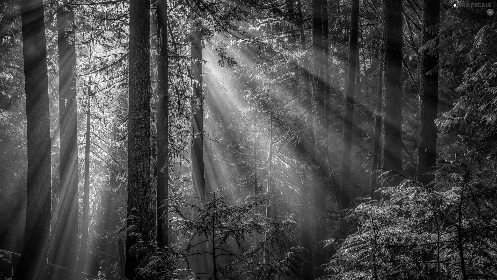 viewes, Stems, light breaking through sky, trees, forest
