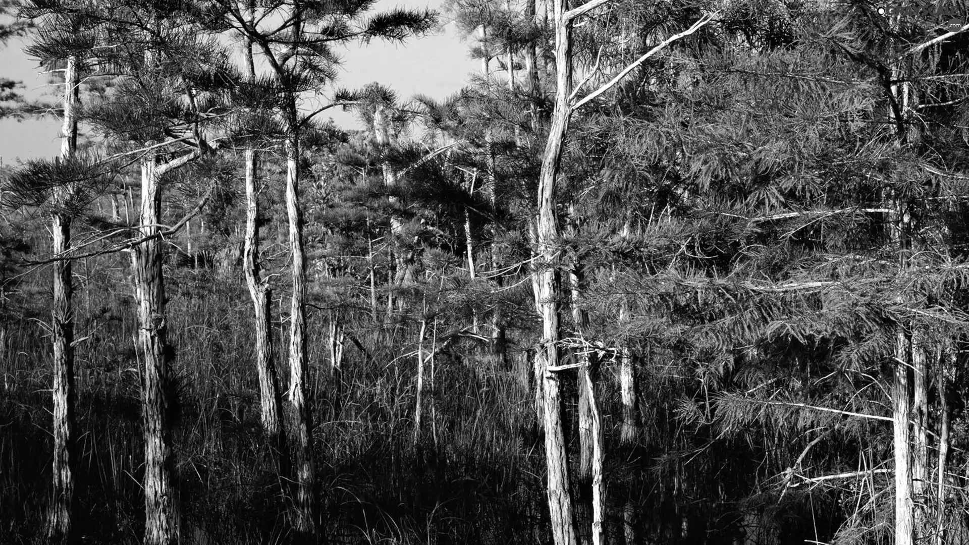 forest, of mangrove, national, Everglades, Park