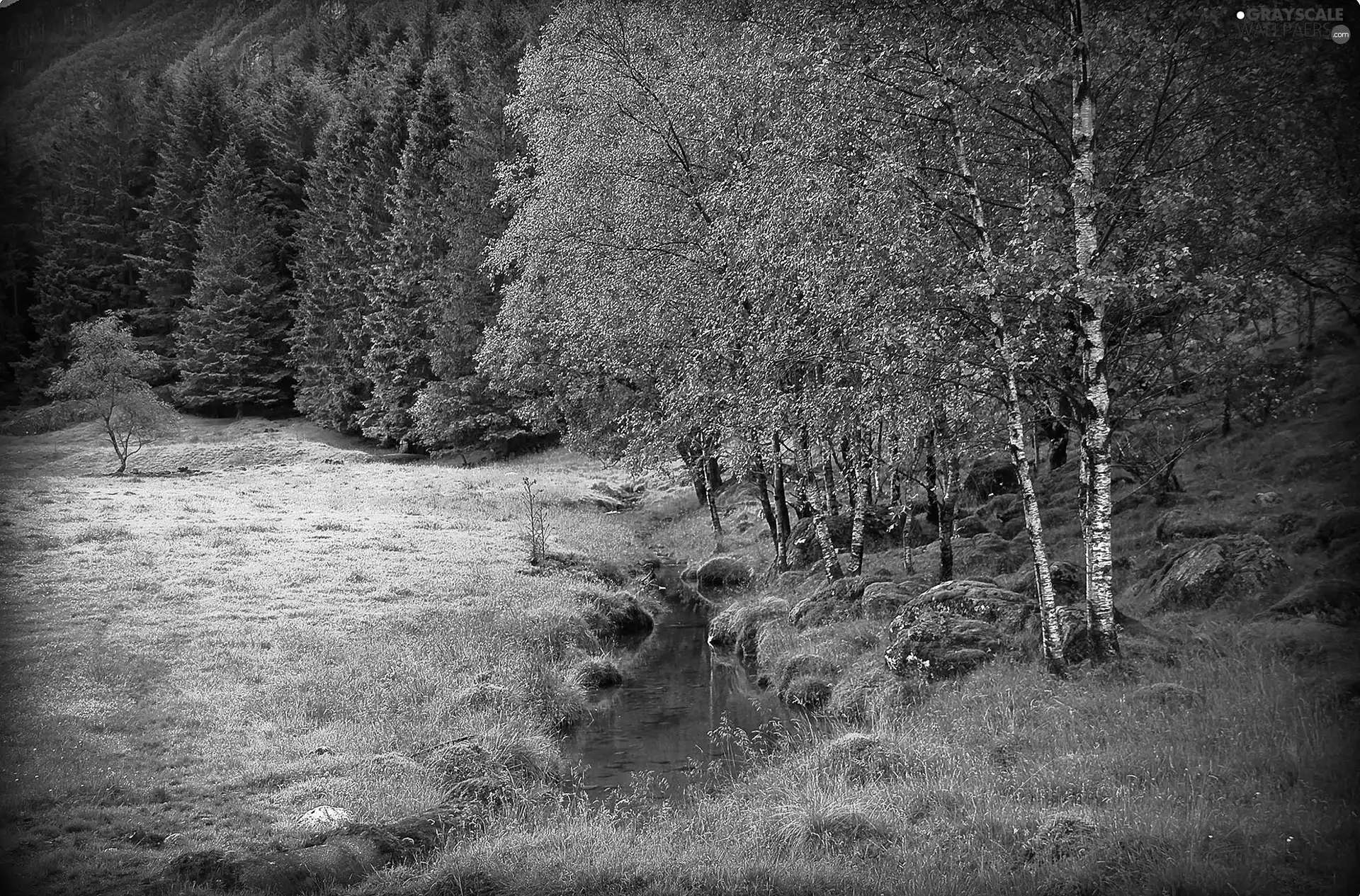 stream, birch, car in the meadow, forest, Meadow