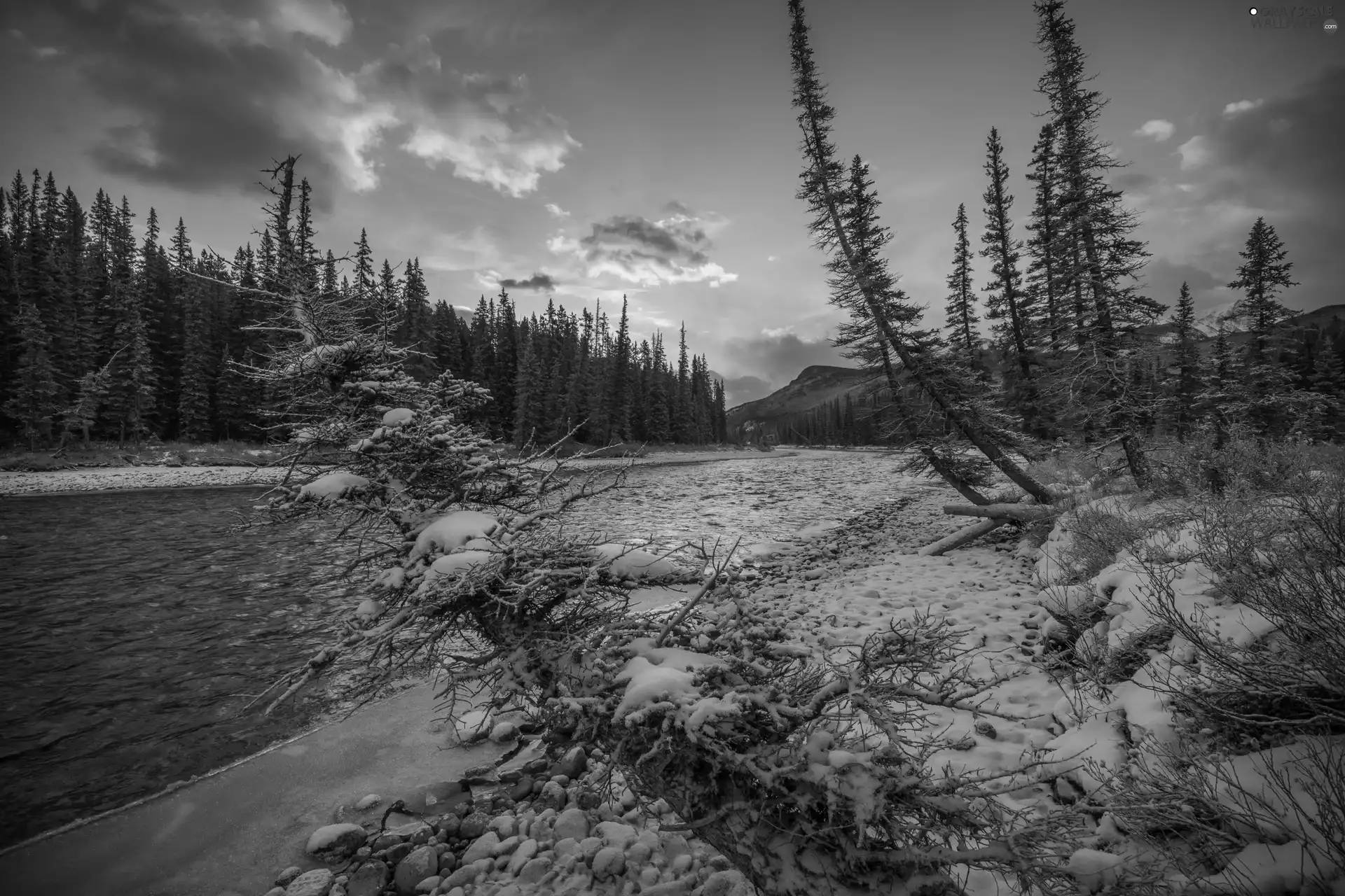 forest, Banff National Park, Plants, Bow River, Canada, Mountains, winter