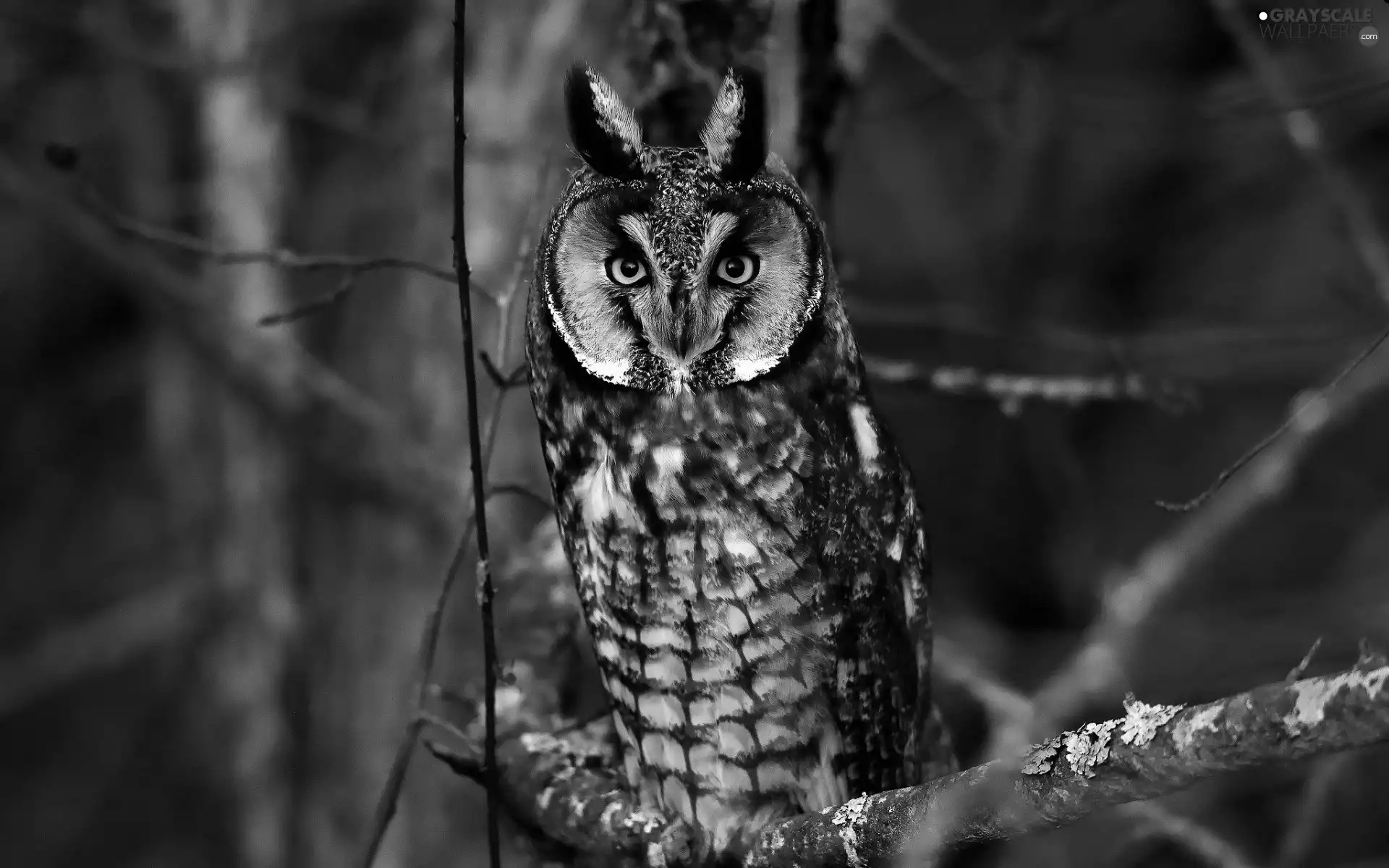 owl, viewes, Night, trees