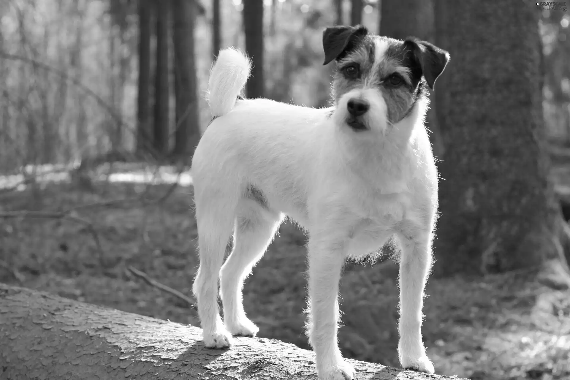 Parson Russell Terrier, forest