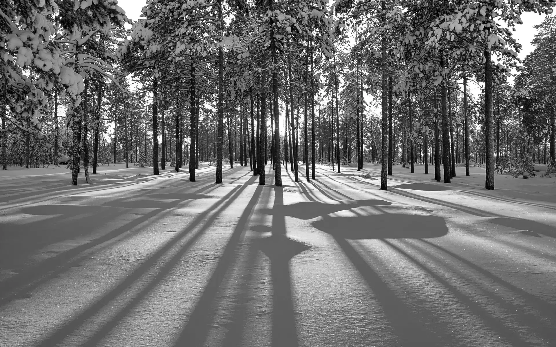 light breaking through sky, winter, forest