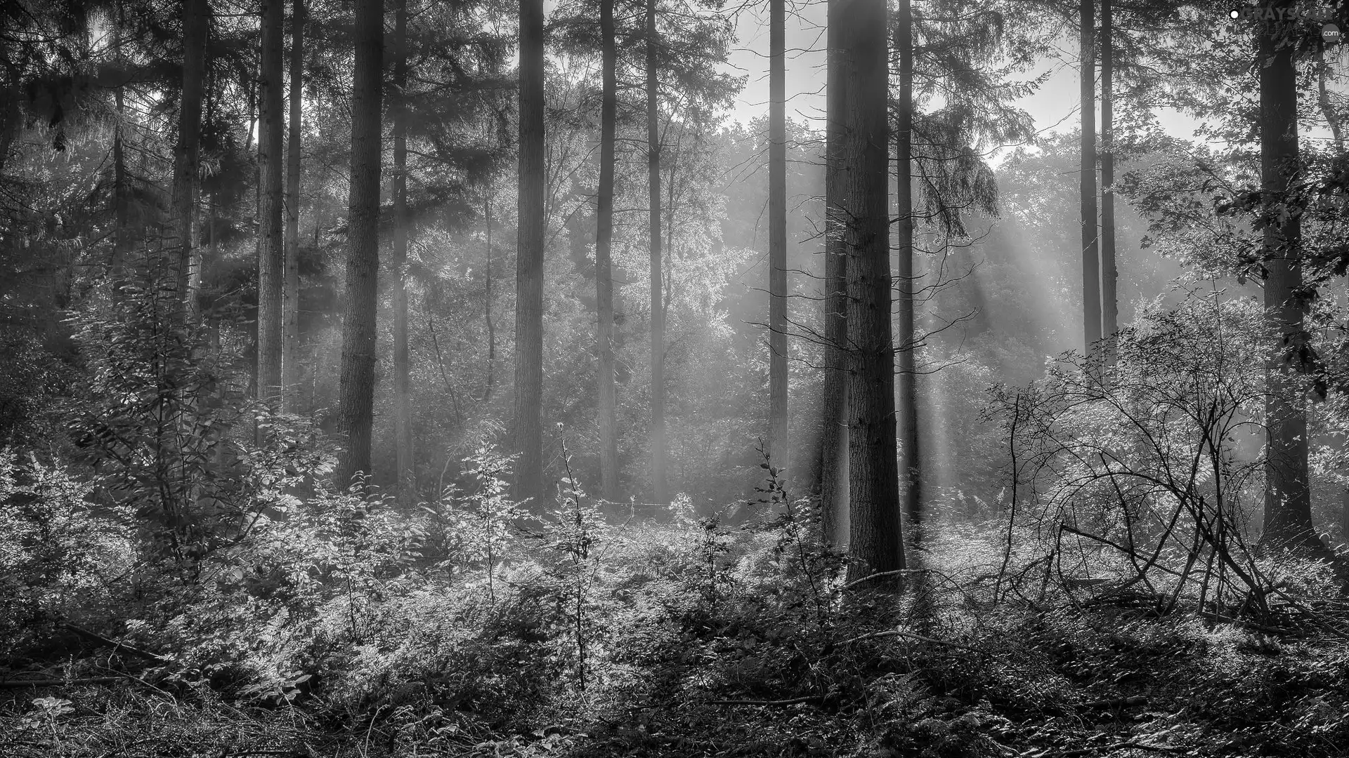 light breaking through sky, Plants, trees, viewes, forest