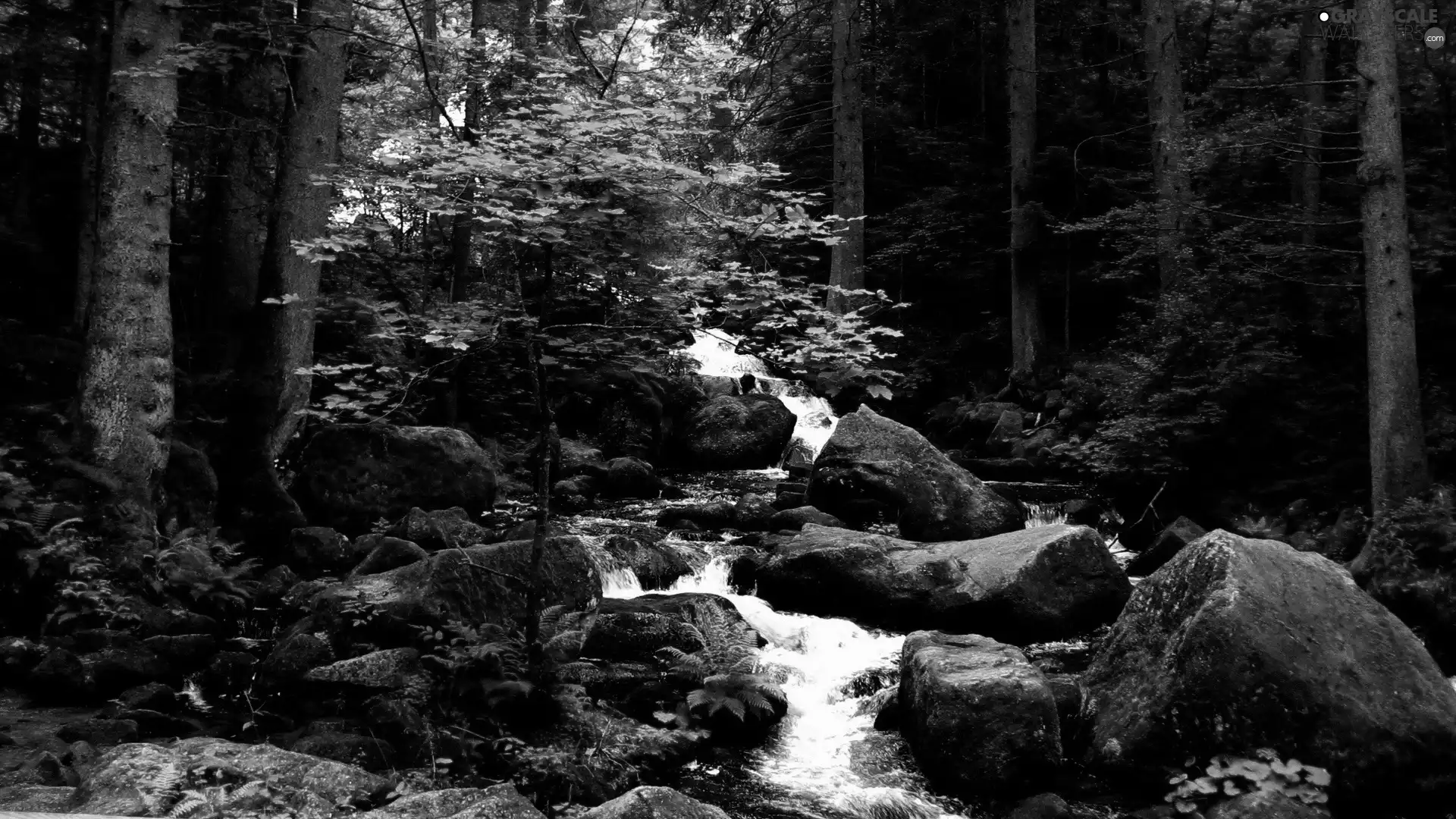 forest, VEGETATION, mountainous, rocks, stream