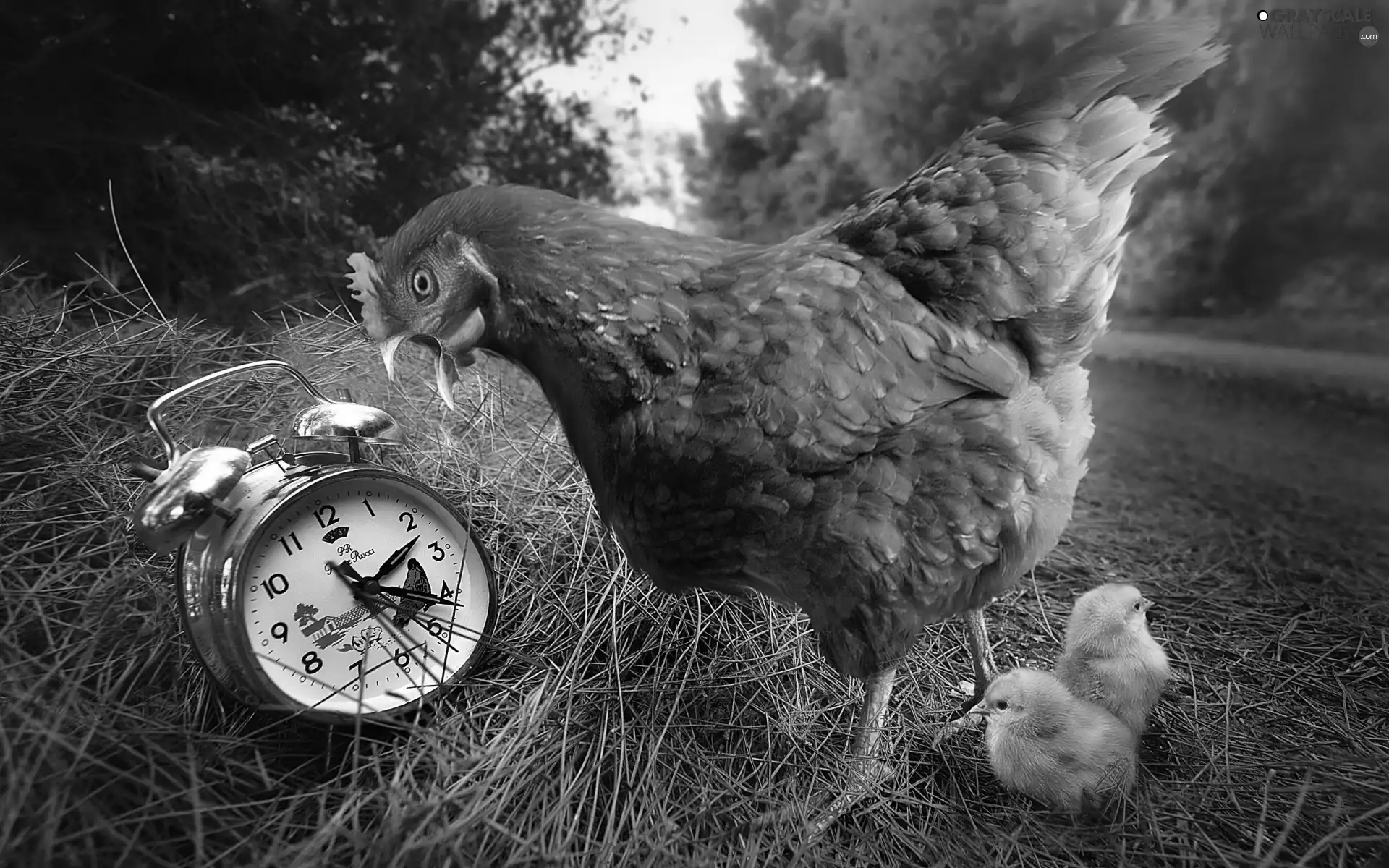 forest, Way, Chickens, alarm clock, chicken