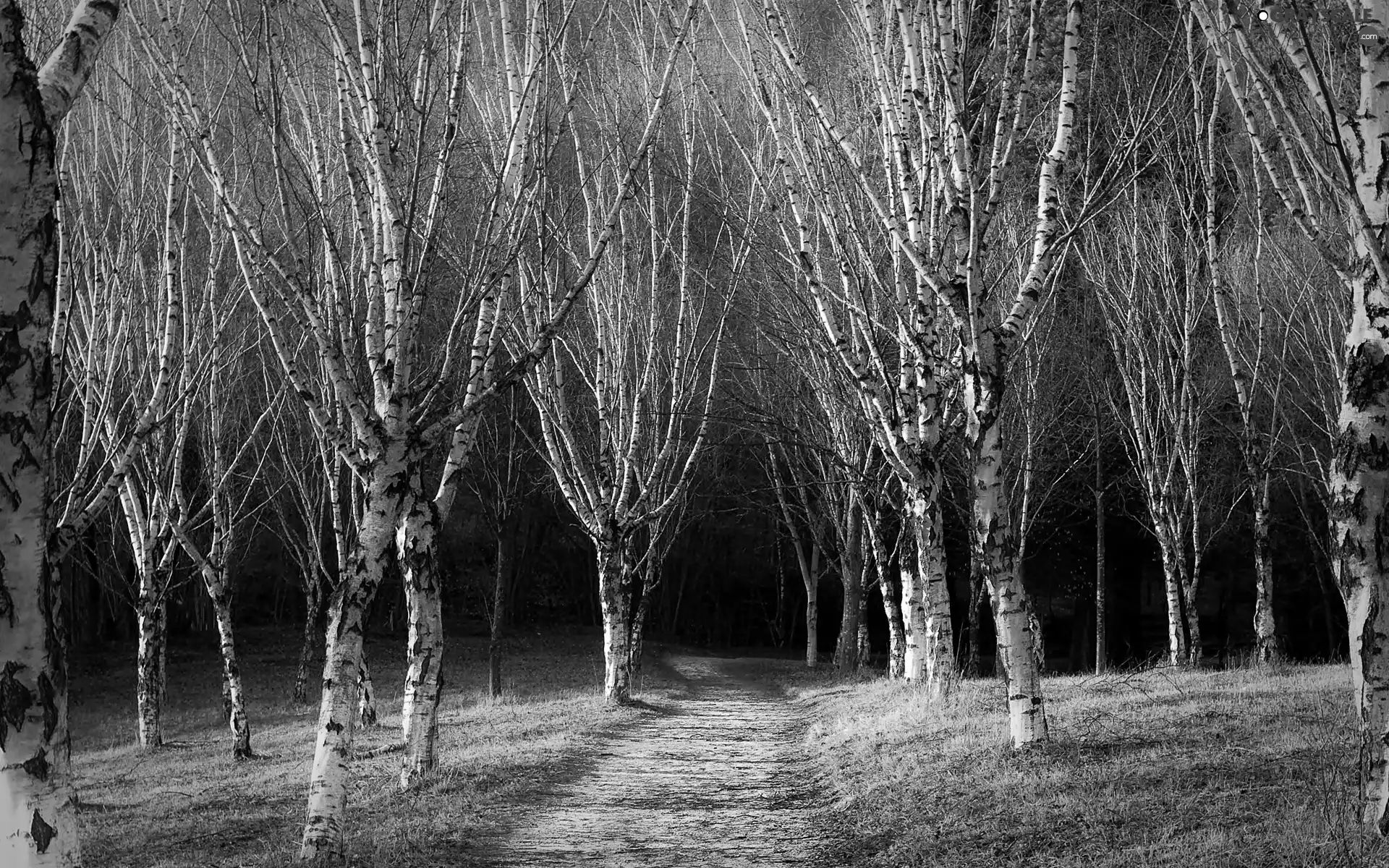 Way, dark, forest, birch