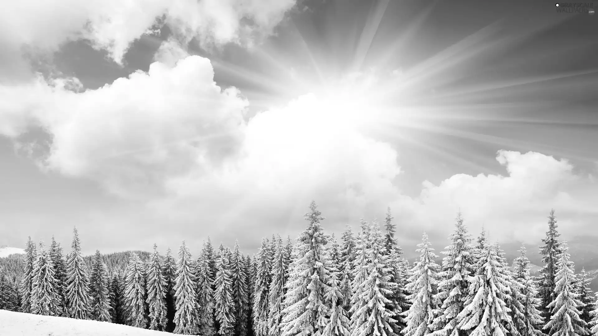forest, winter, rays, sun, clouds