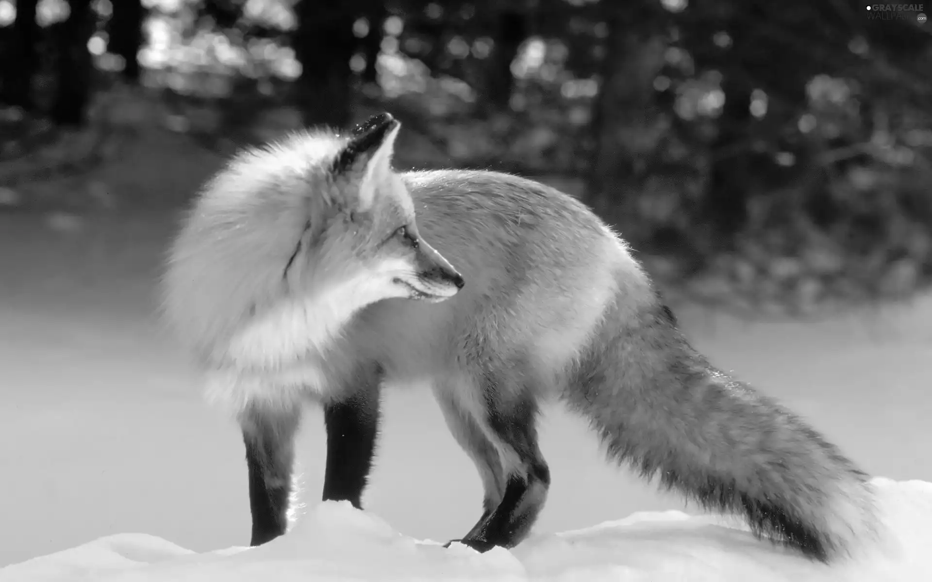 forest, Fox, winter