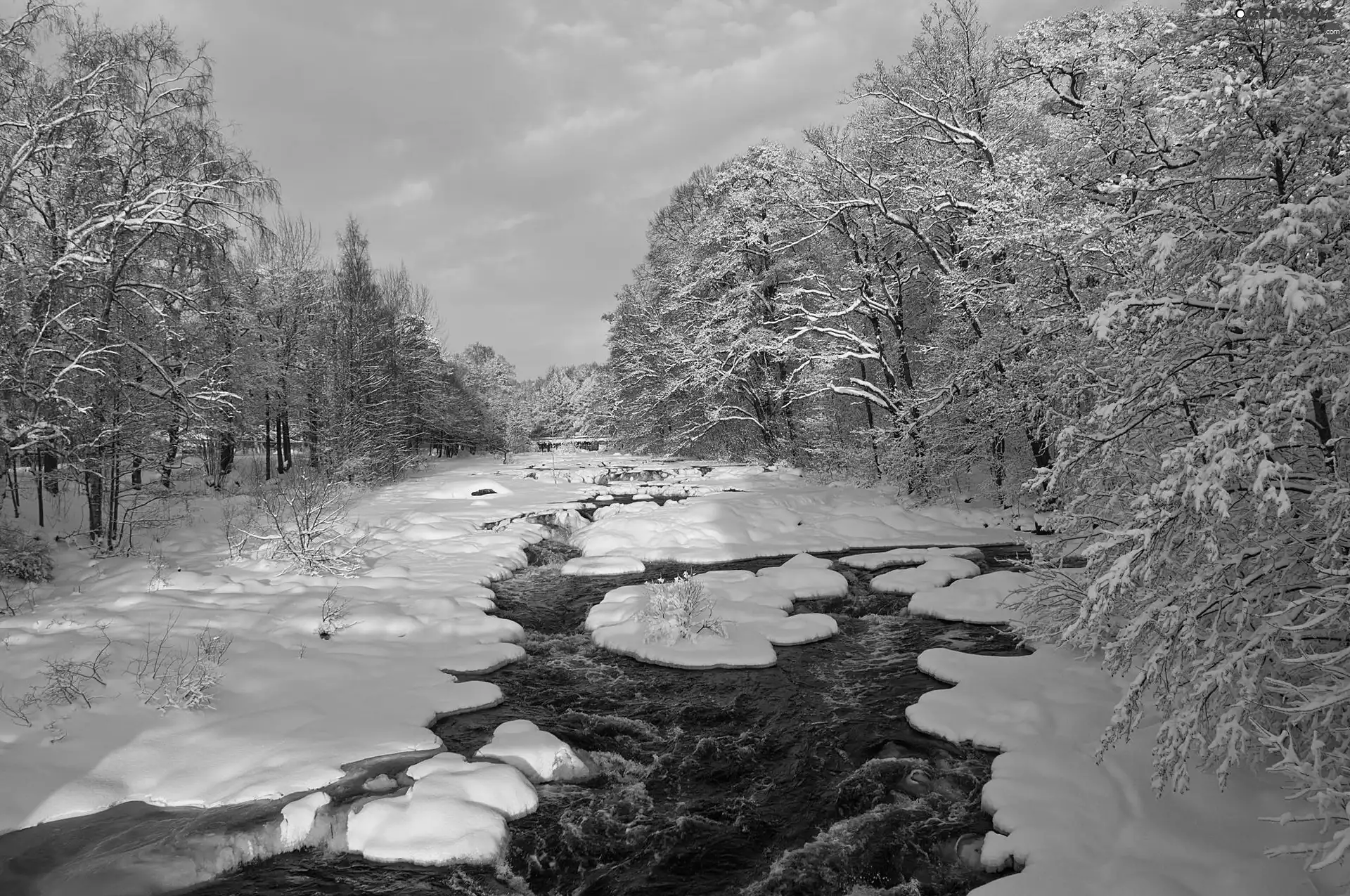forest, River, winter