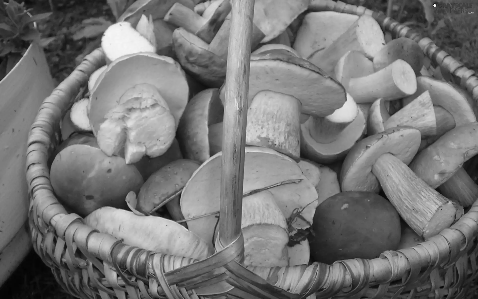 basket, mushrooms, forester, robust
