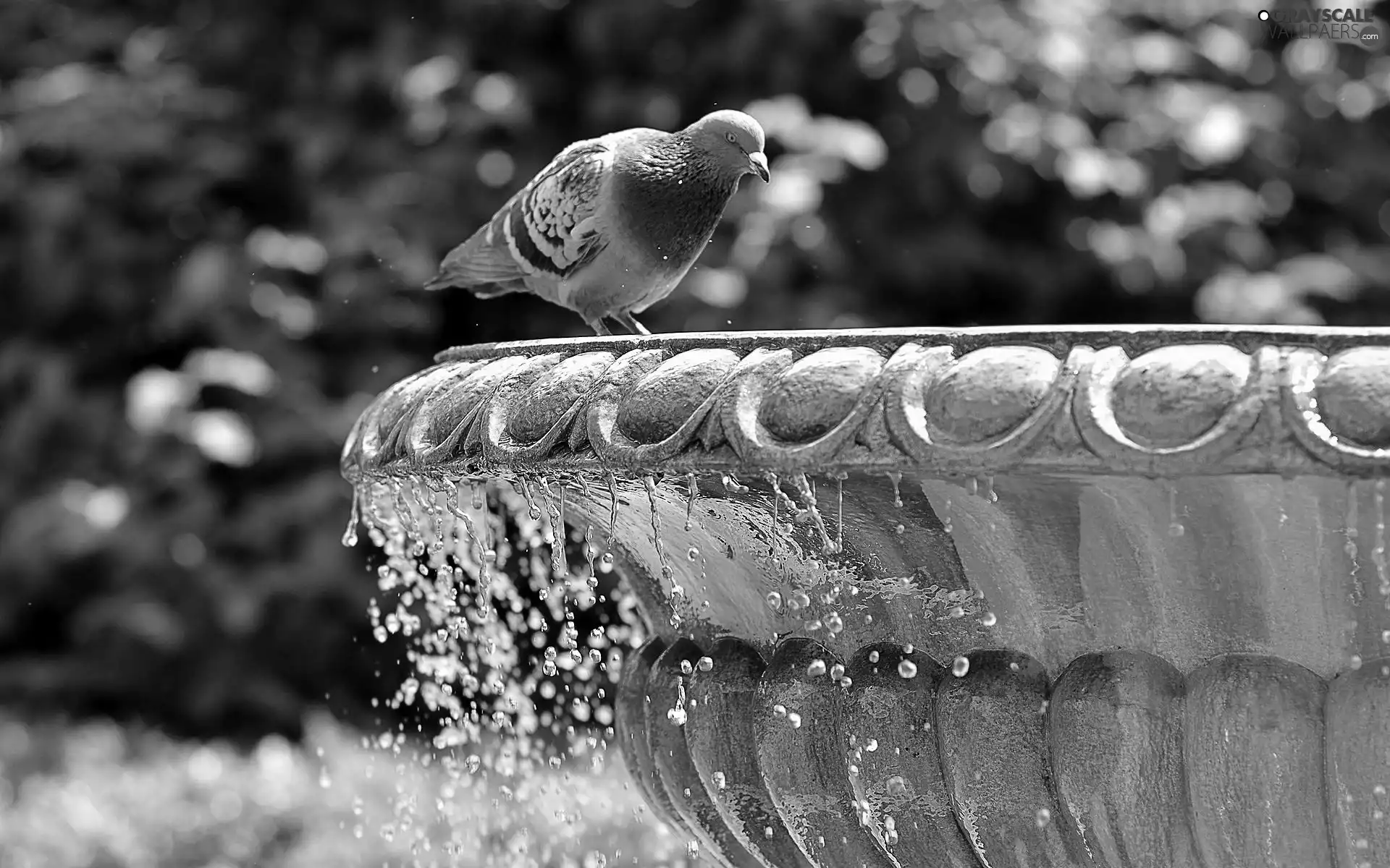 pigeon, fountain