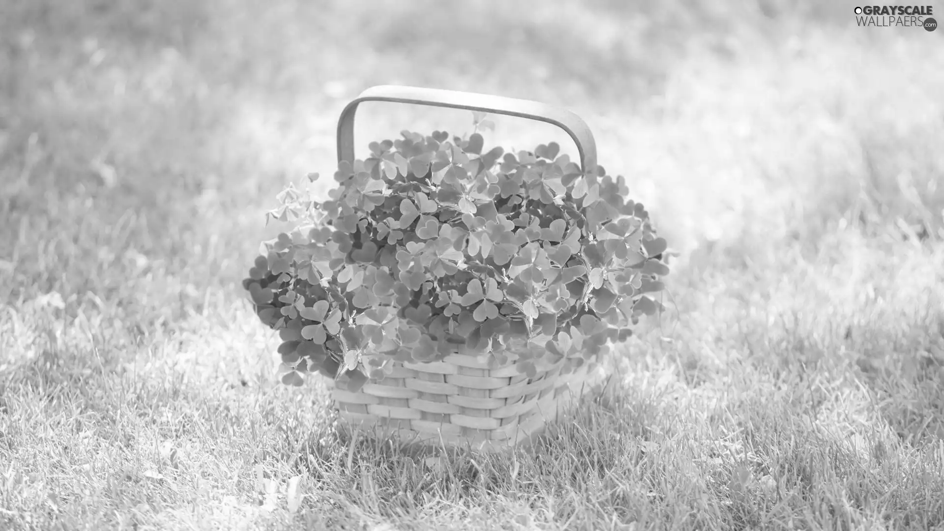 Clovers, basket, four-leaf