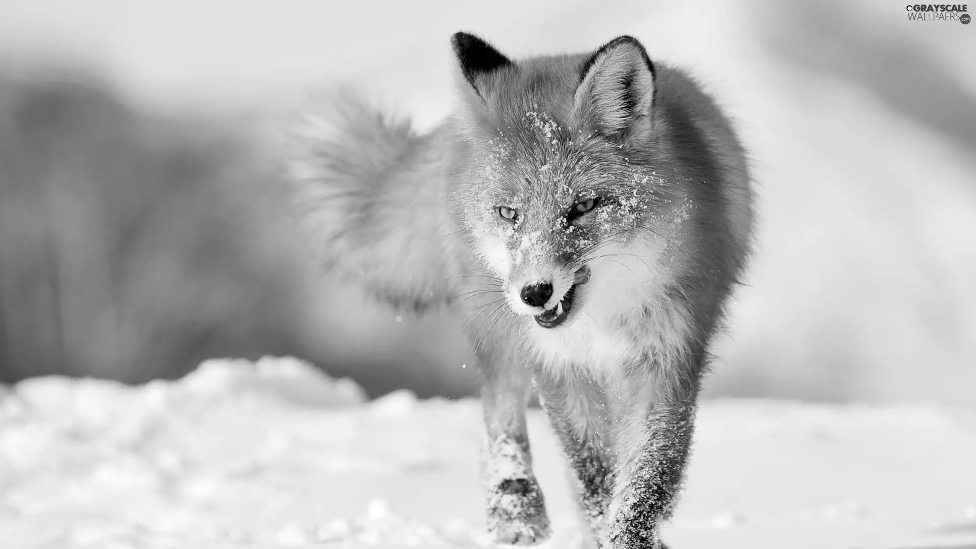 fox, winter, ginger