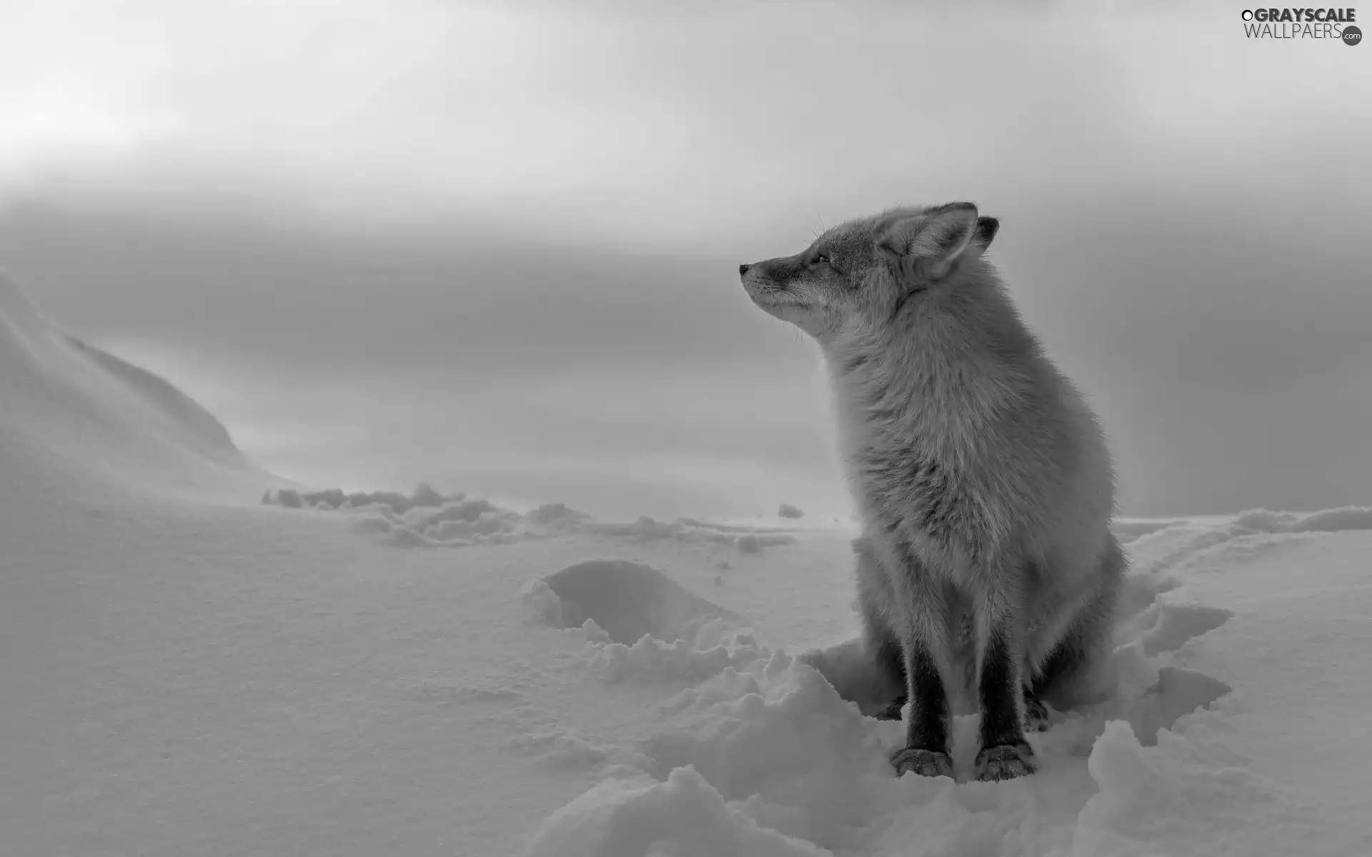 snow, Fox