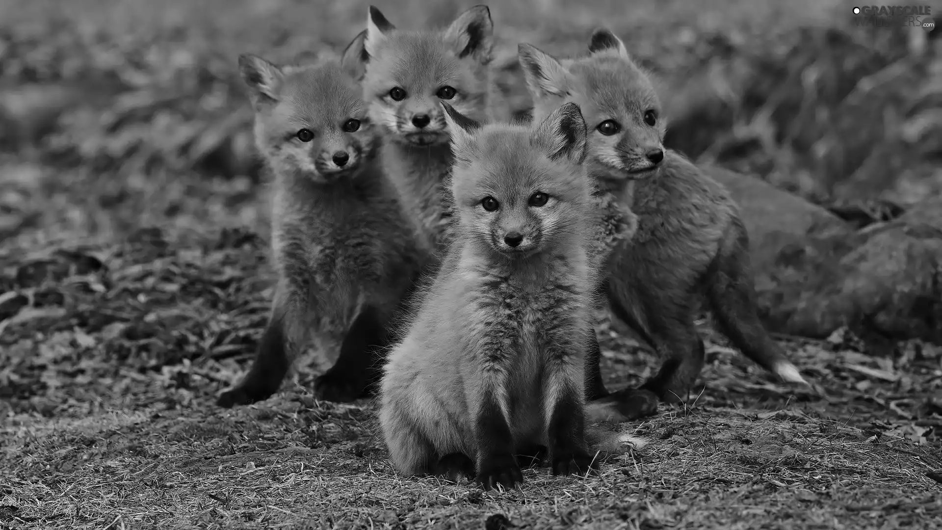 fox, four, young